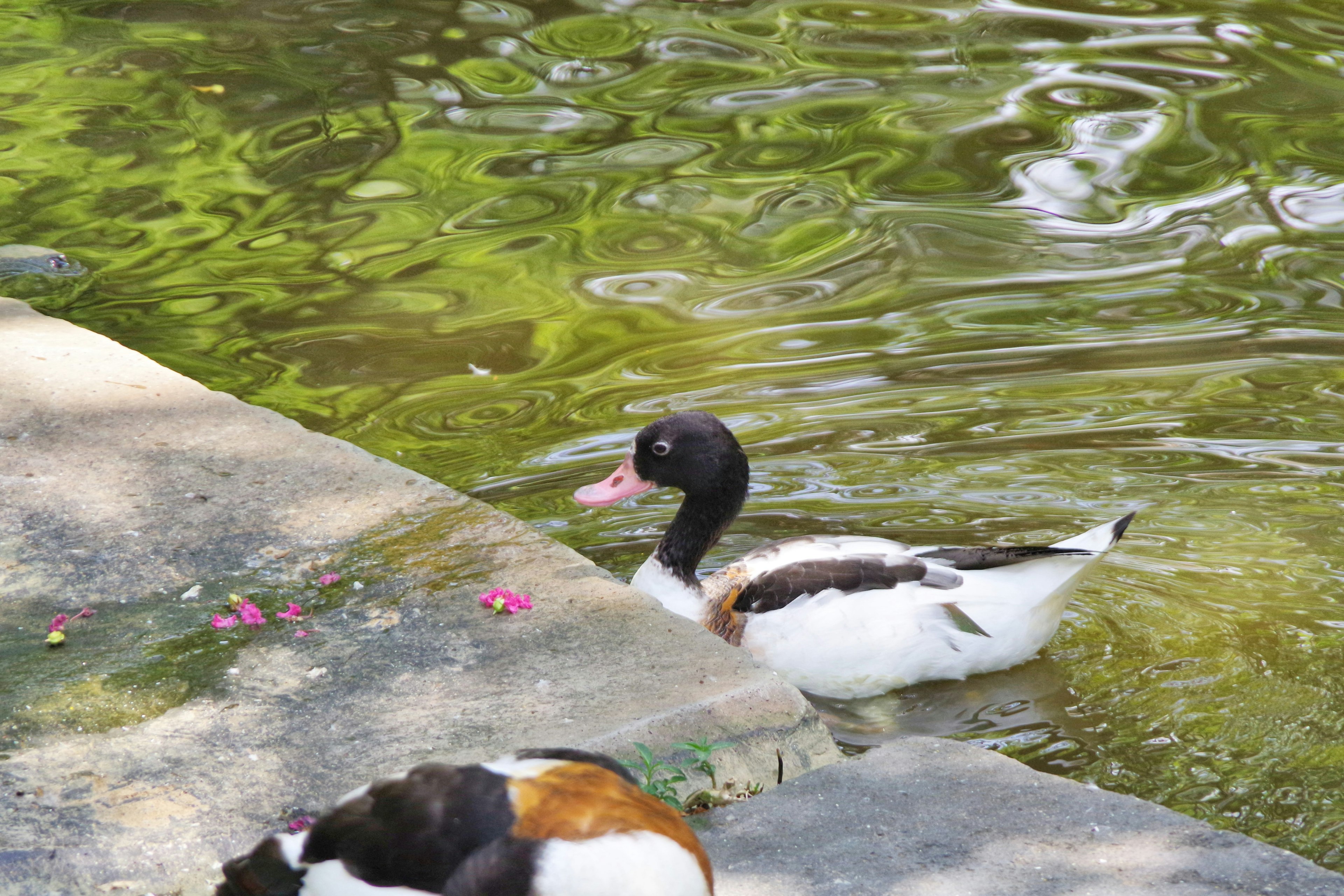 Eine schwarz-weiße Ente, die nahe dem Ufer eines Teiches schwimmt