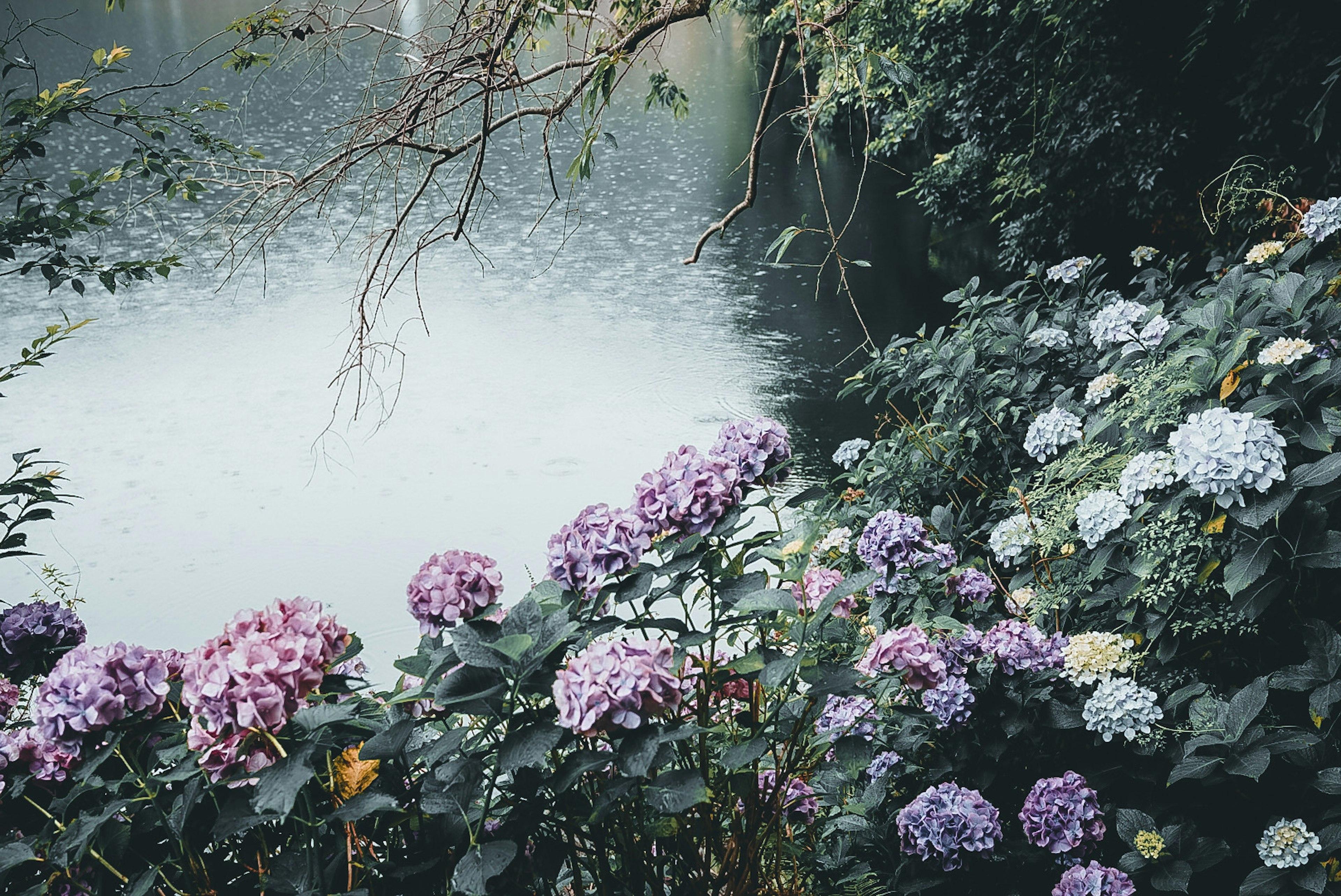 Vista serena junto al lago con hortensias moradas y blancas en flor