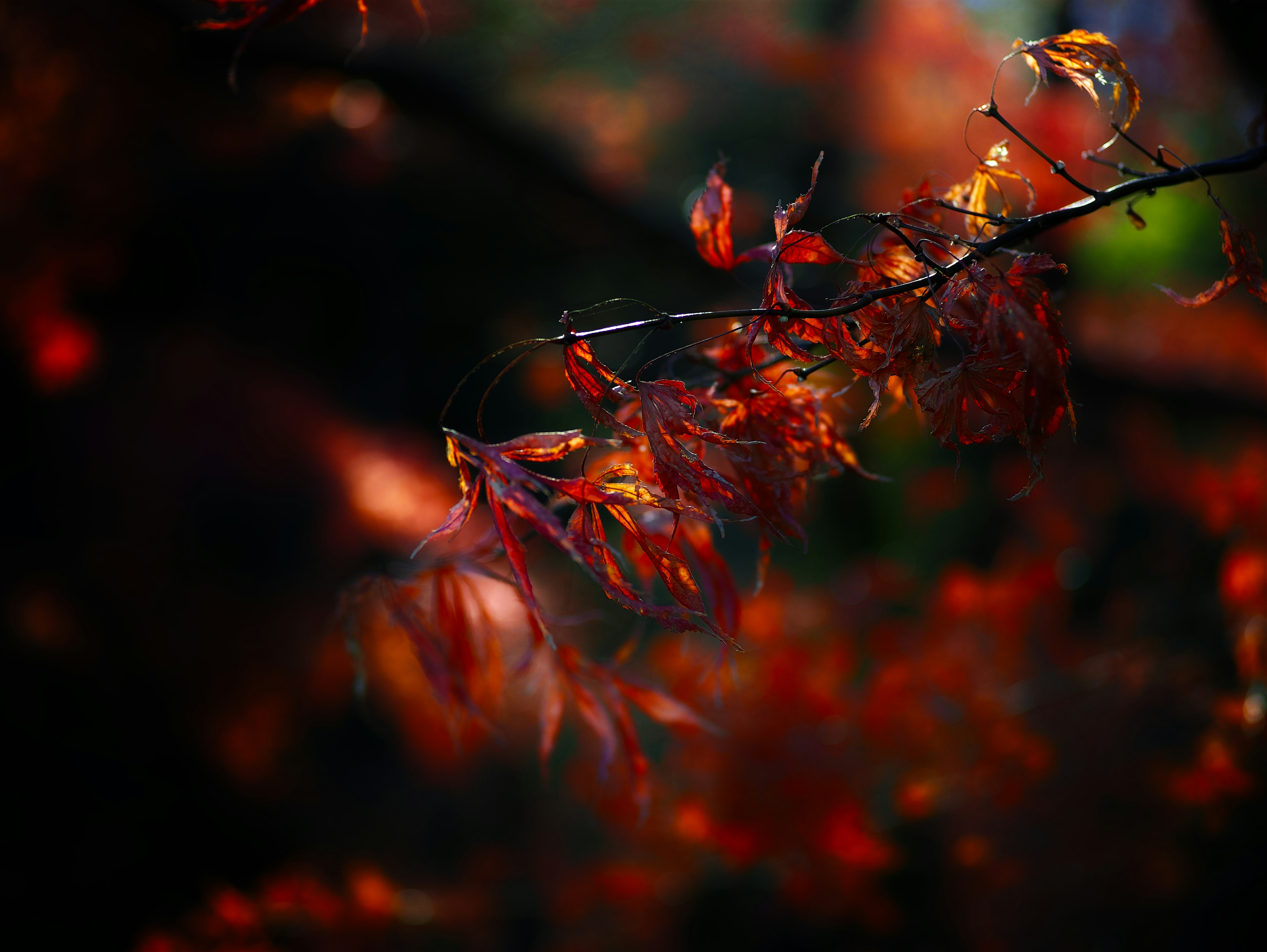 Bellissimo paesaggio autunnale con foglie di acero rosse e arancioni su uno sfondo scuro