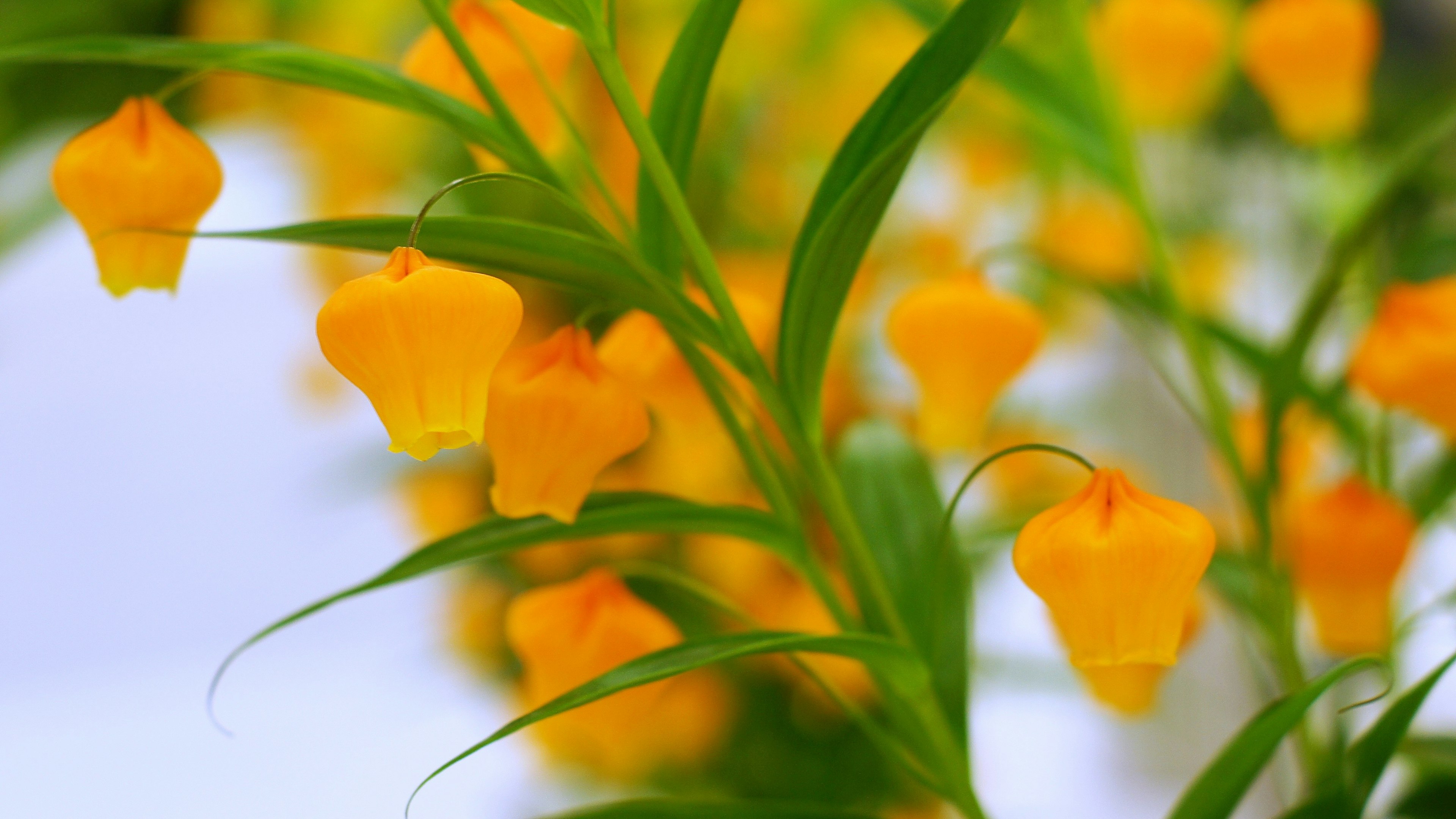 Gros plan d'une plante avec des fleurs jaunes vives