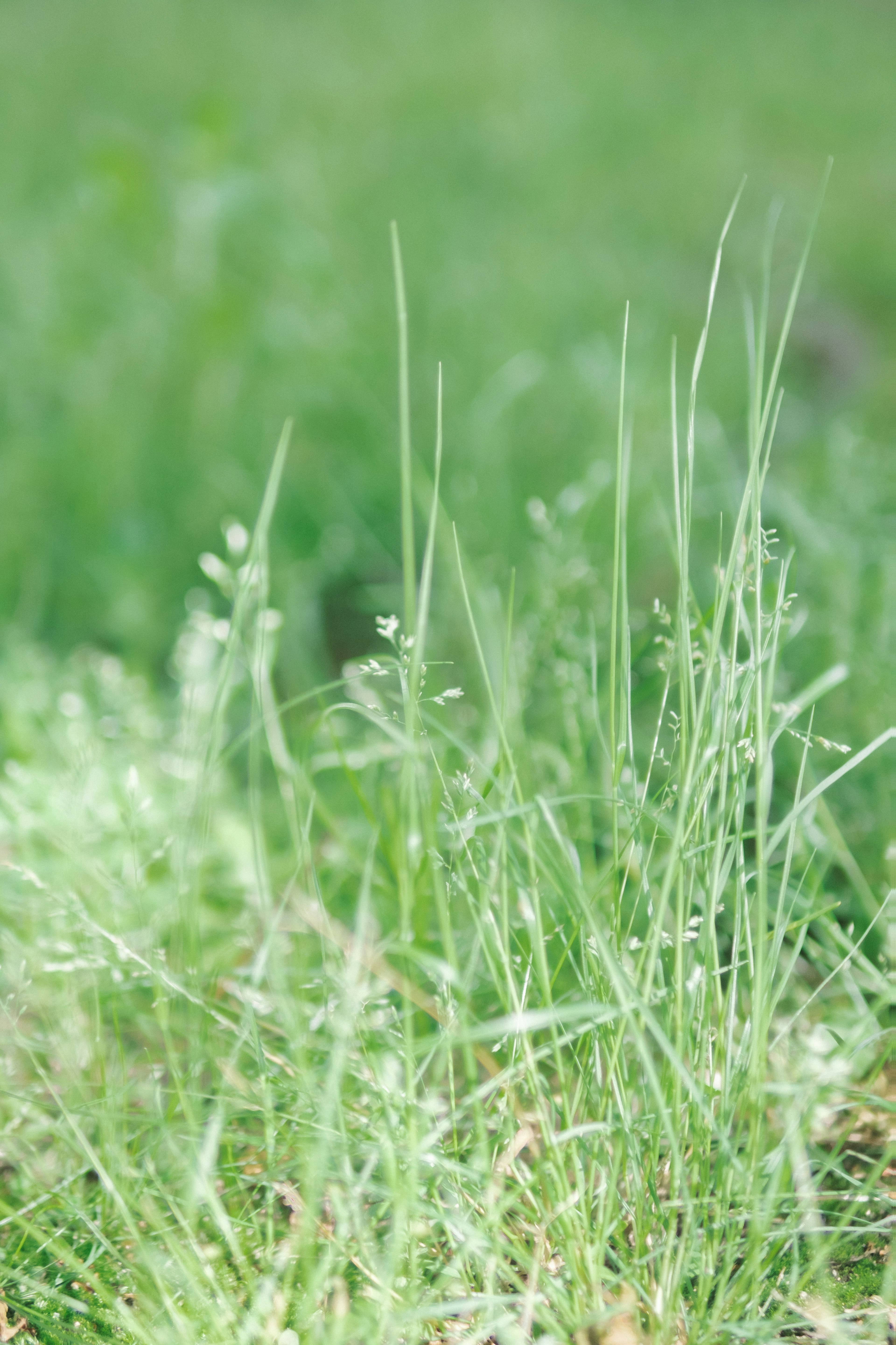 Close-up dari rumput hijau subur dengan daun halus