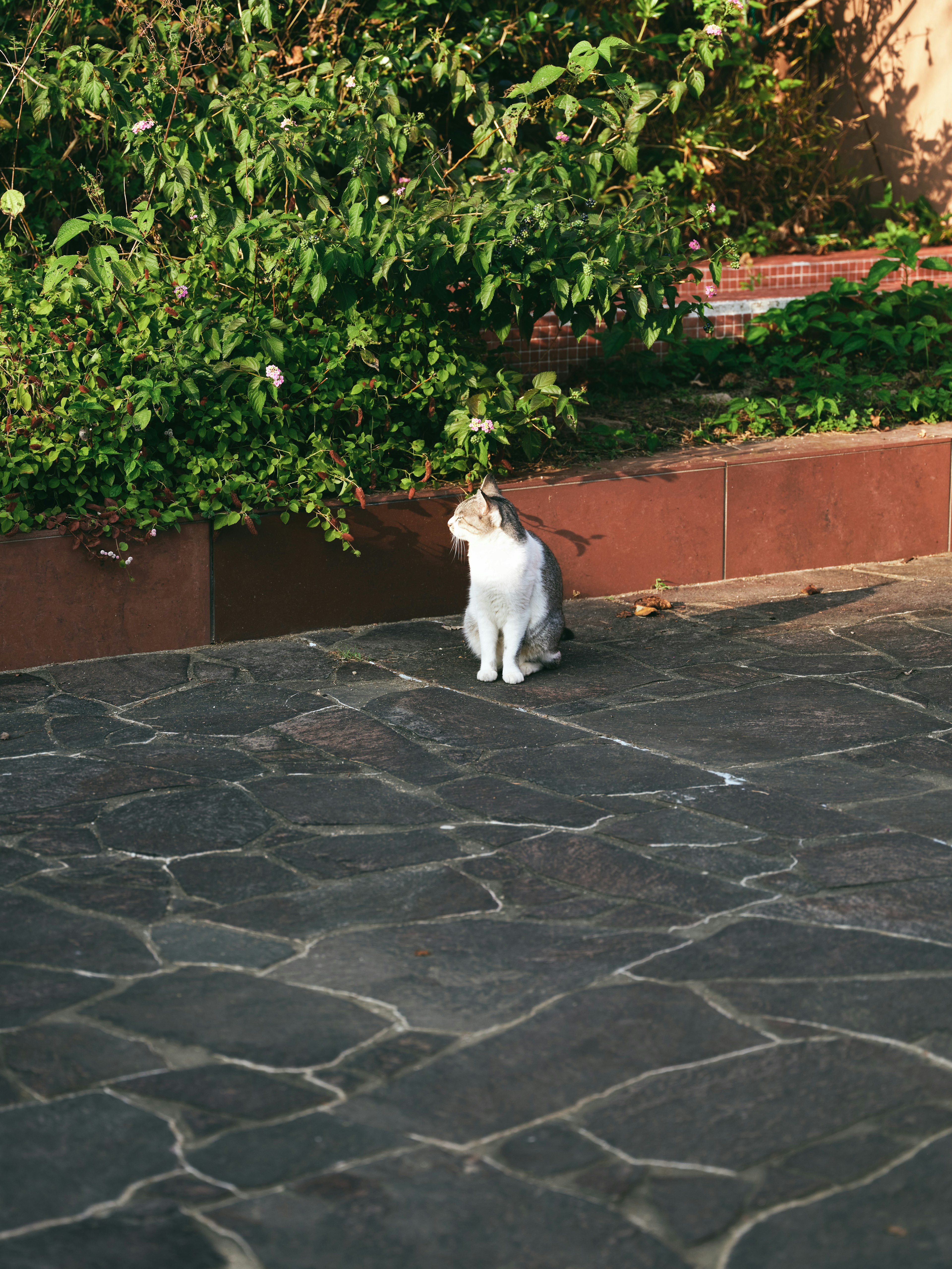 A white cat sitting near green plants on a stone-paved patio