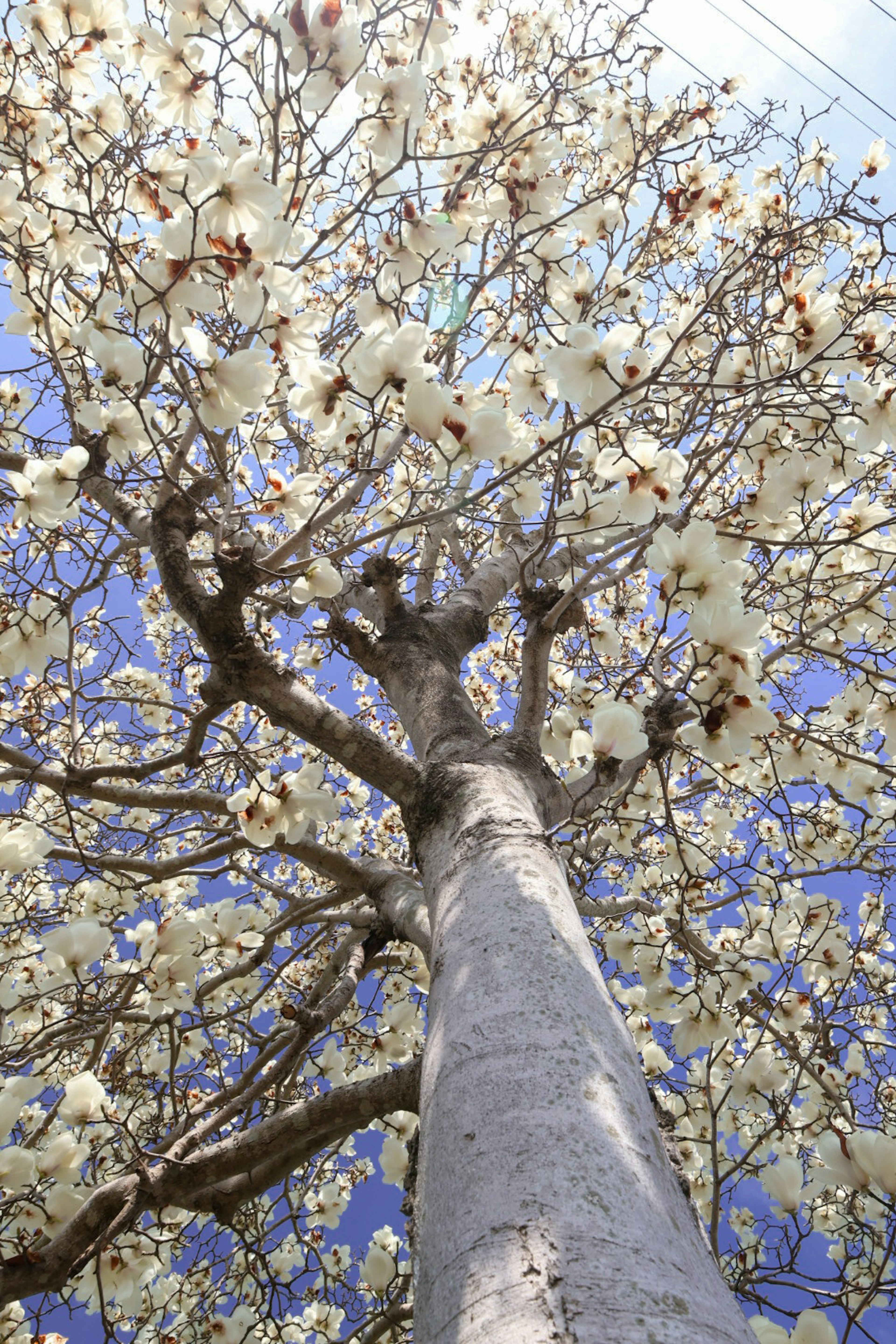 View from below of a tree with white flowers against a blue sky