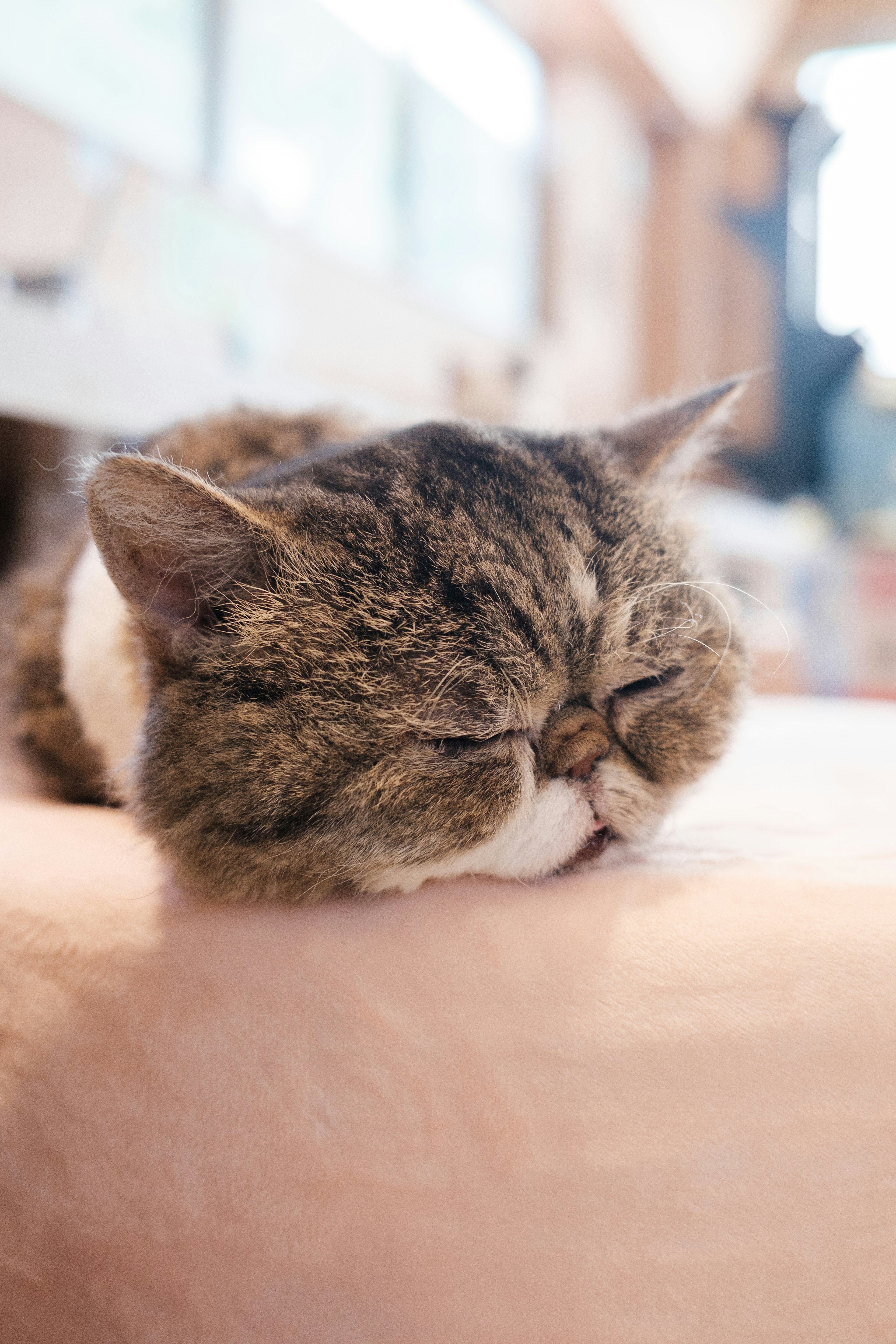 眠っている猫の顔が近くで撮影された写真