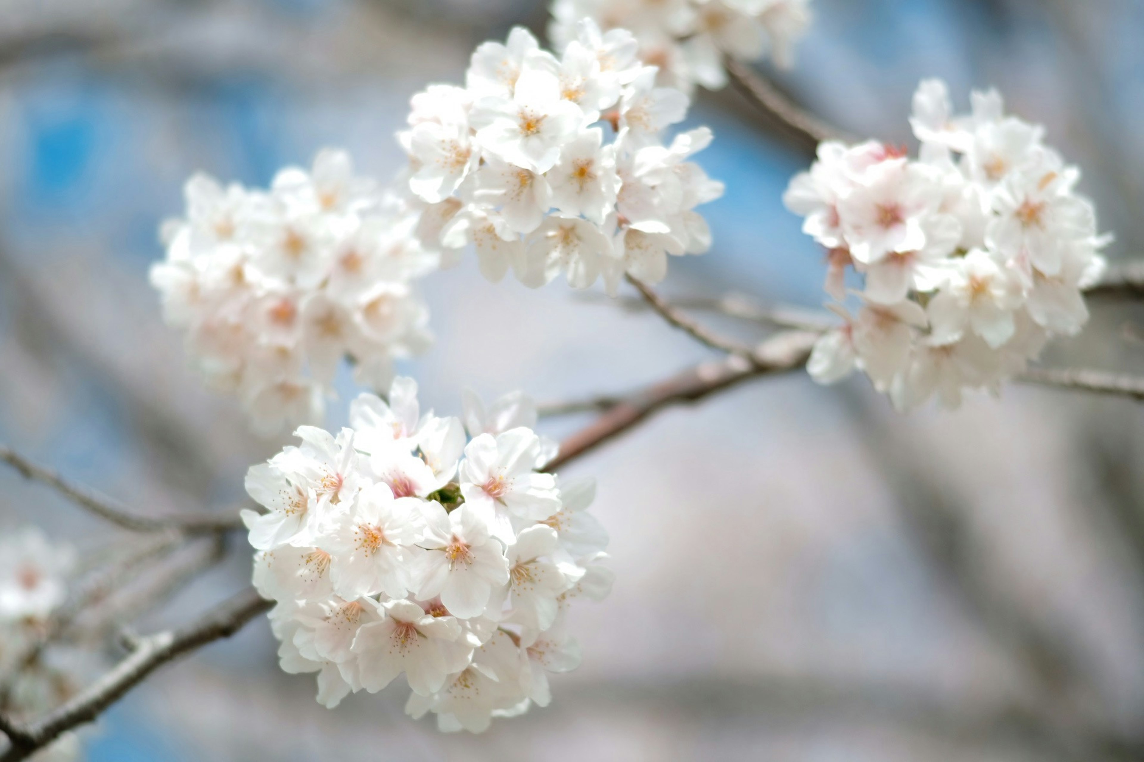 白い桜の花が咲いている枝のクローズアップ