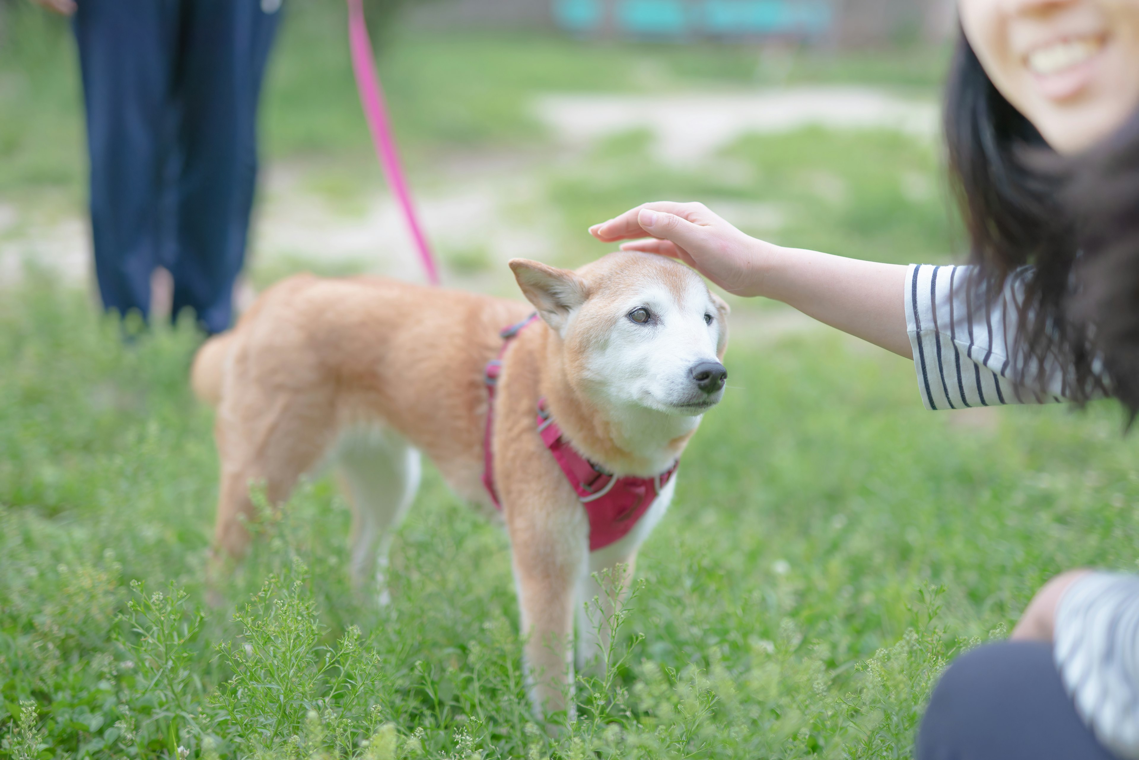 Eine glückliche Szene eines Hundes, der von einer Person in einem Park gestreichelt wird