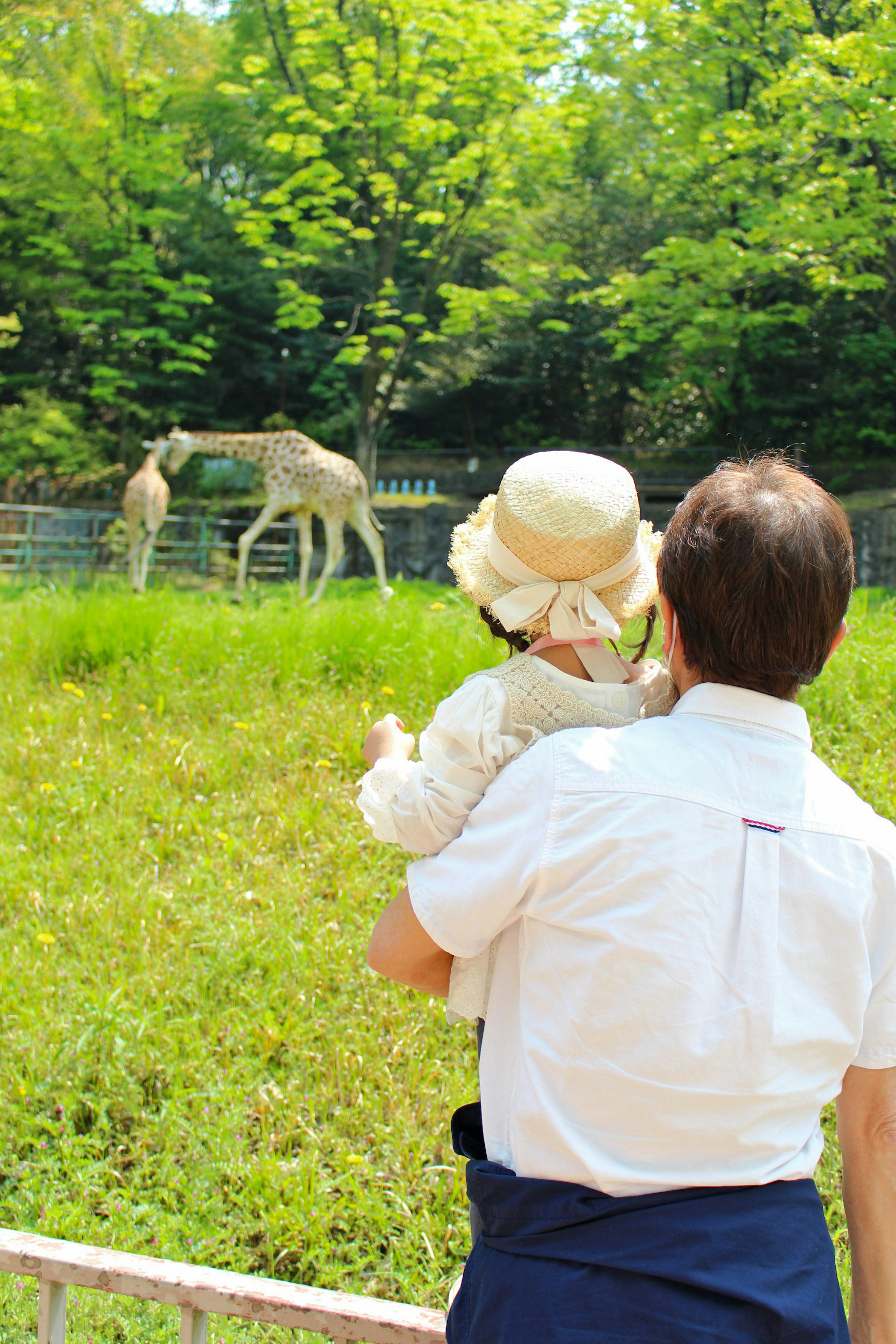 Un genitore che tiene un bambino mentre osserva due giraffe in un'area erbosa