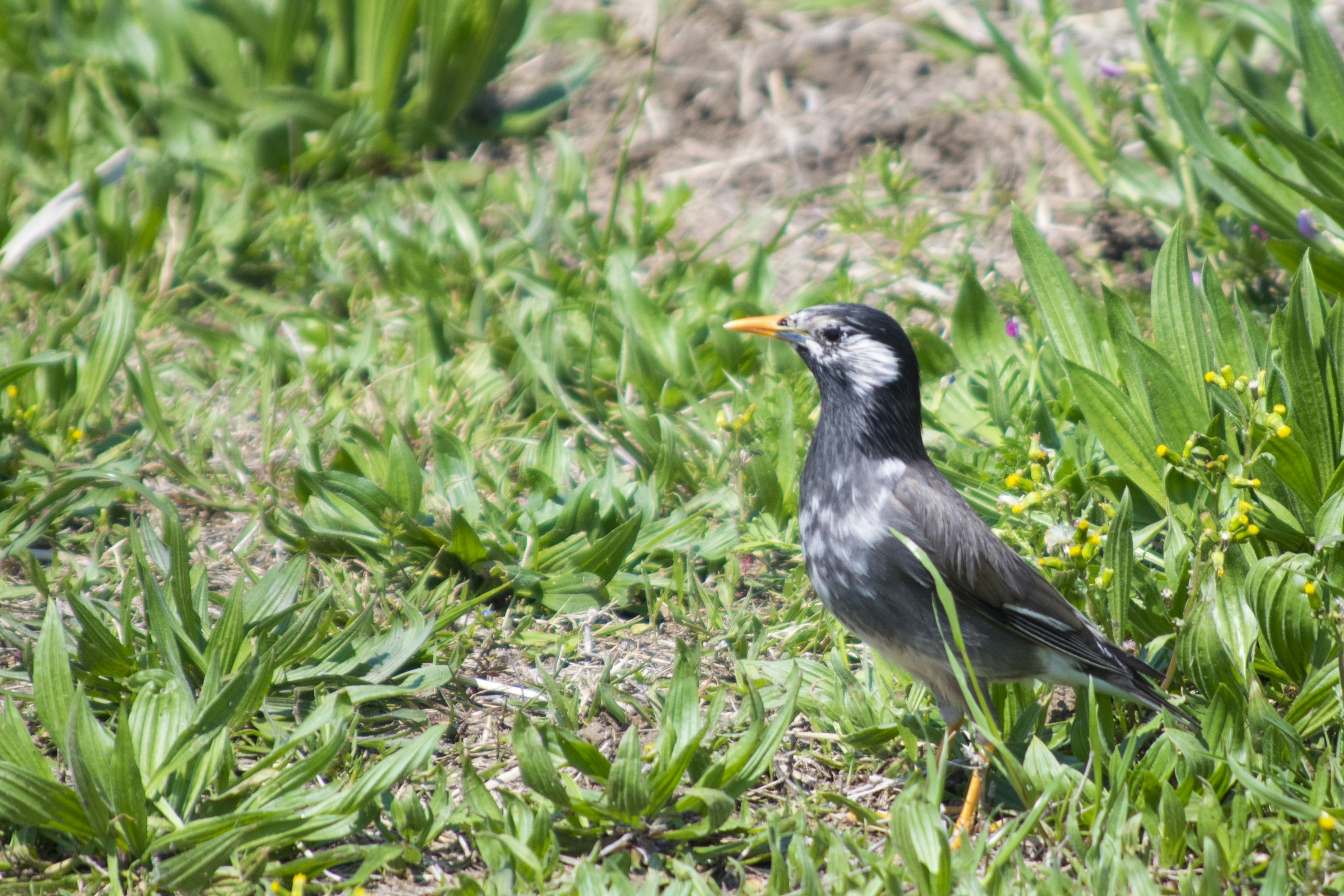 A black bird with an orange beak standing on green grass