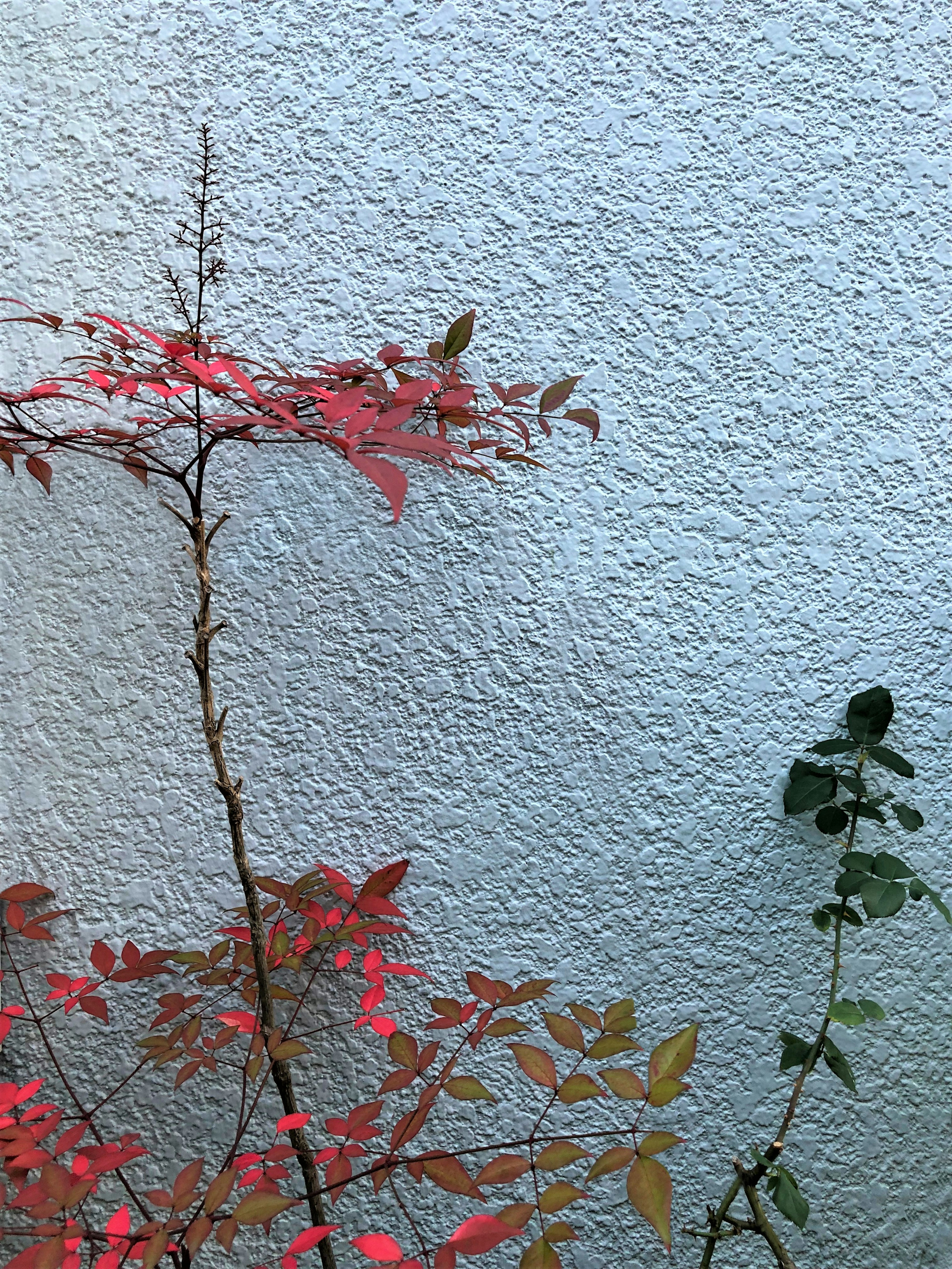 Piante con foglie rosse e verdi contro un muro blu testurizzato