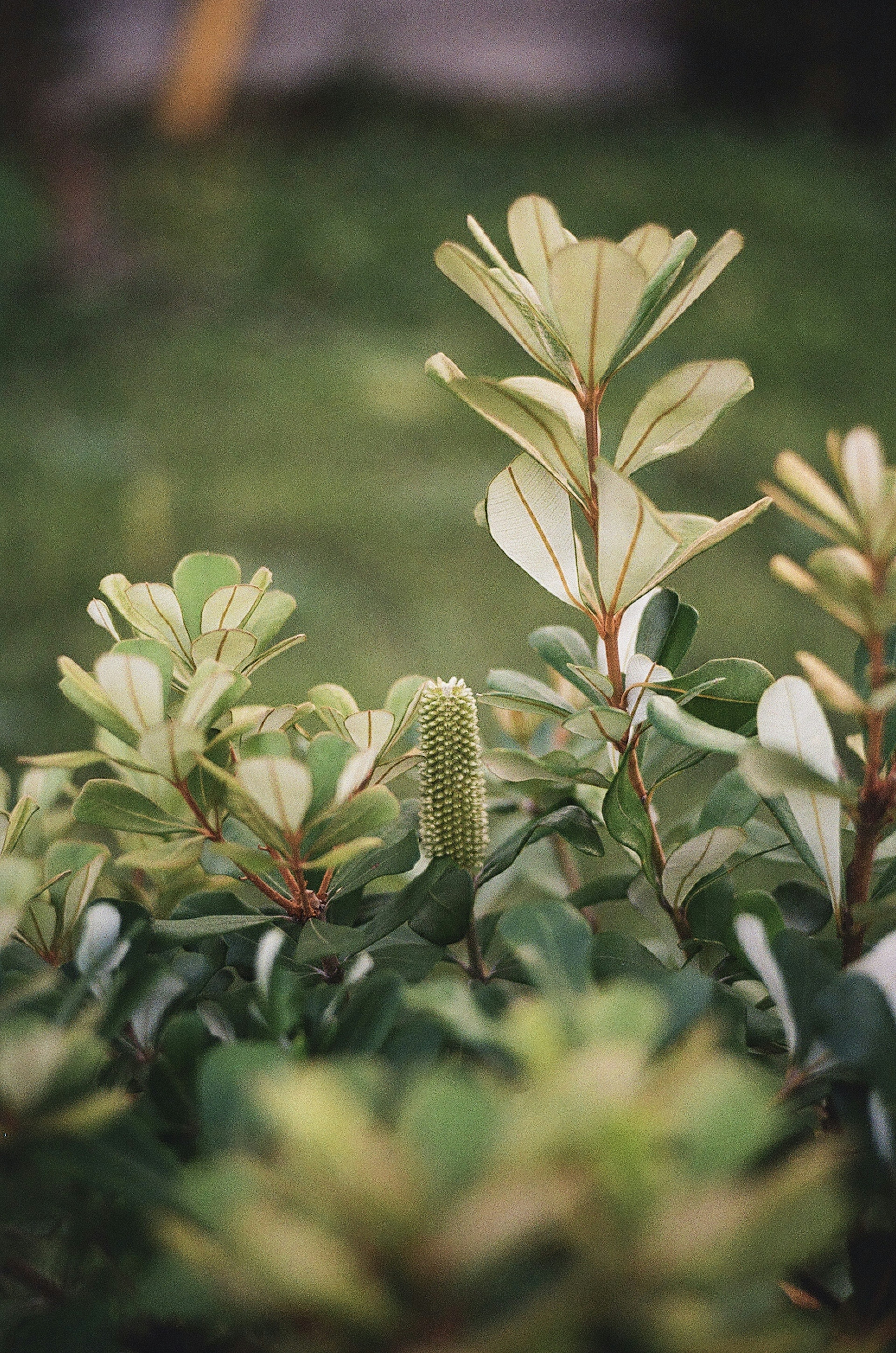 Primer plano de hojas verdes y un espiga floral distintiva de una planta