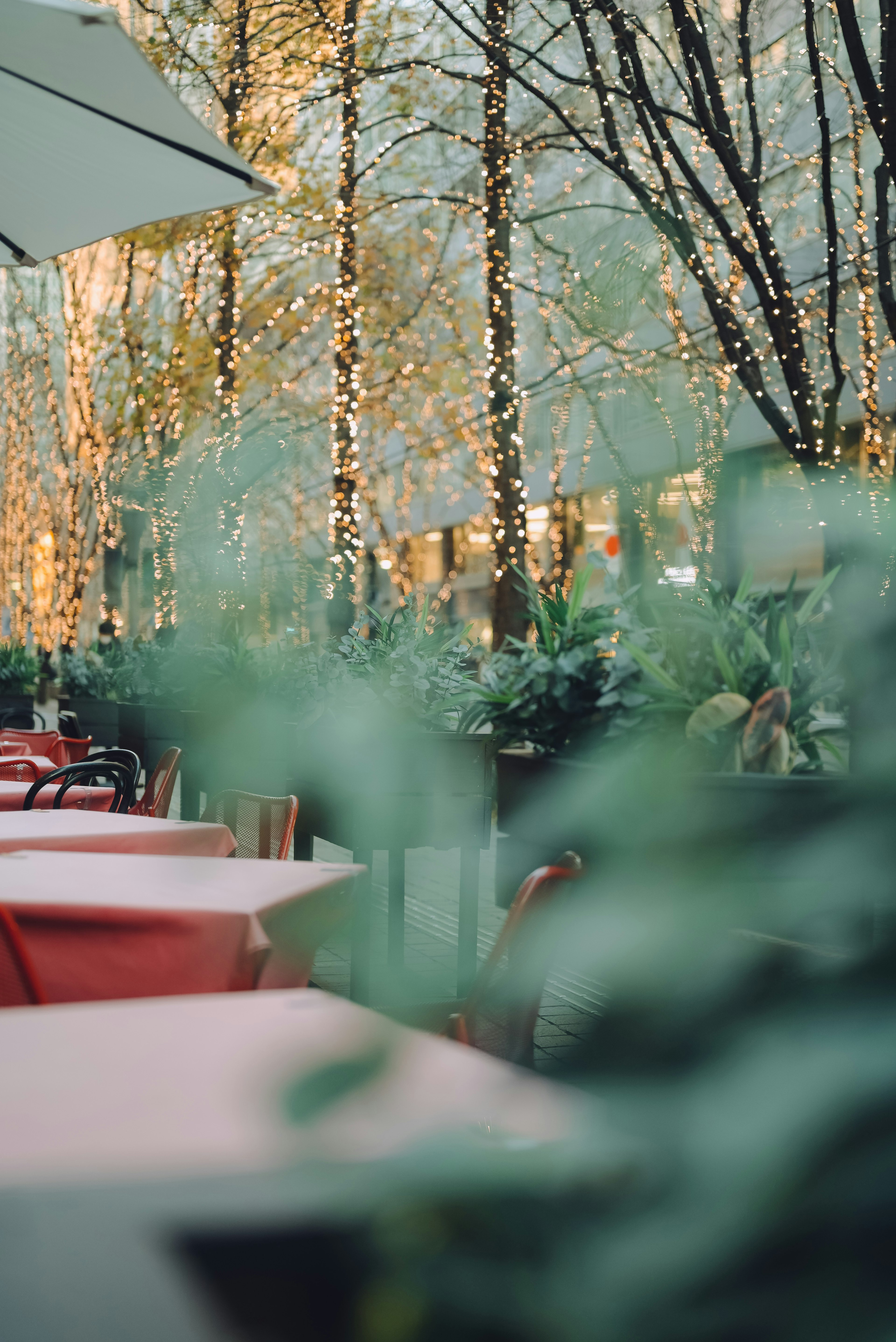 Una terraza con plantas verdes y luces de cadena al fondo