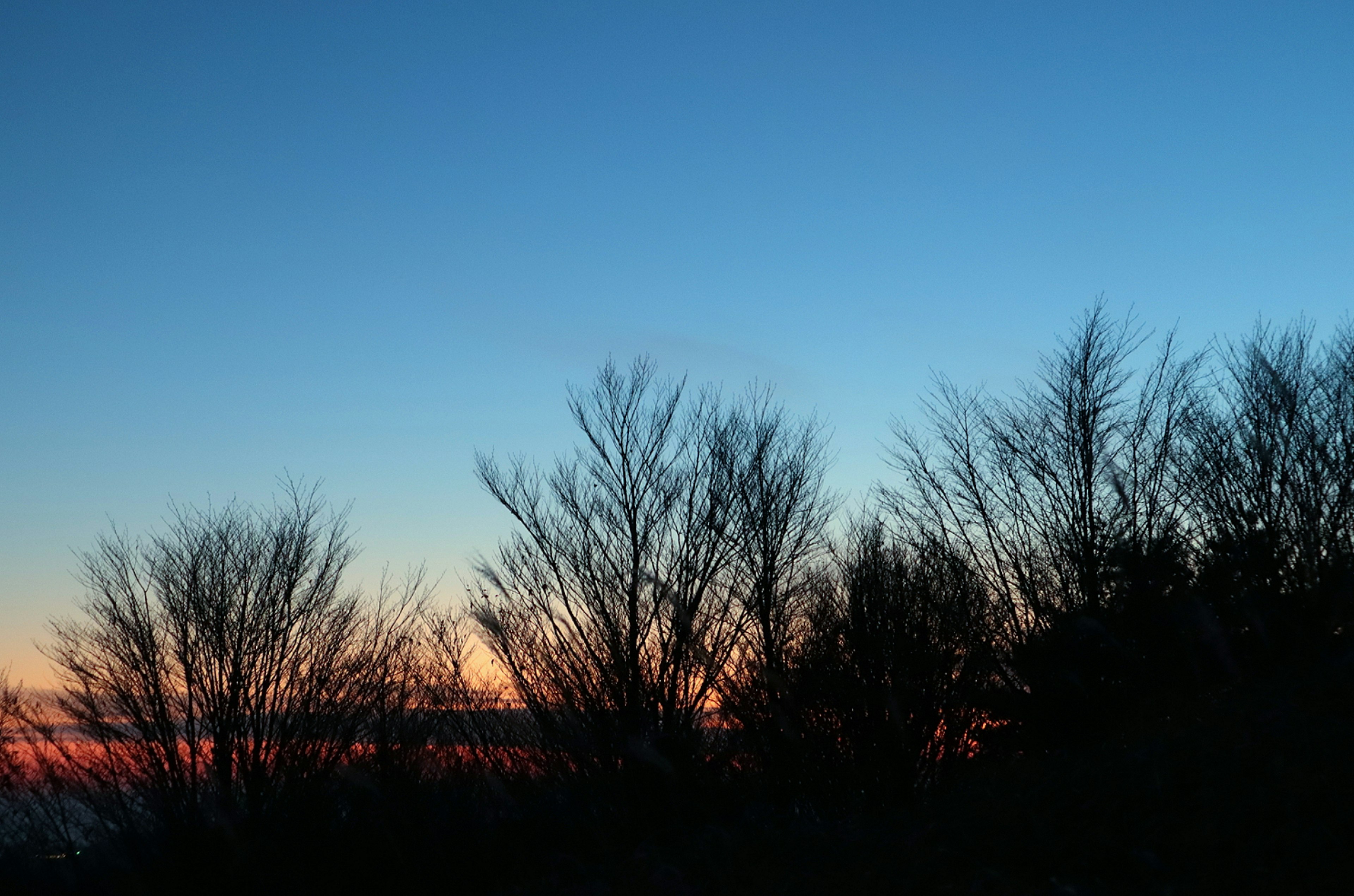 夕暮れ時の木々のシルエットと青い空