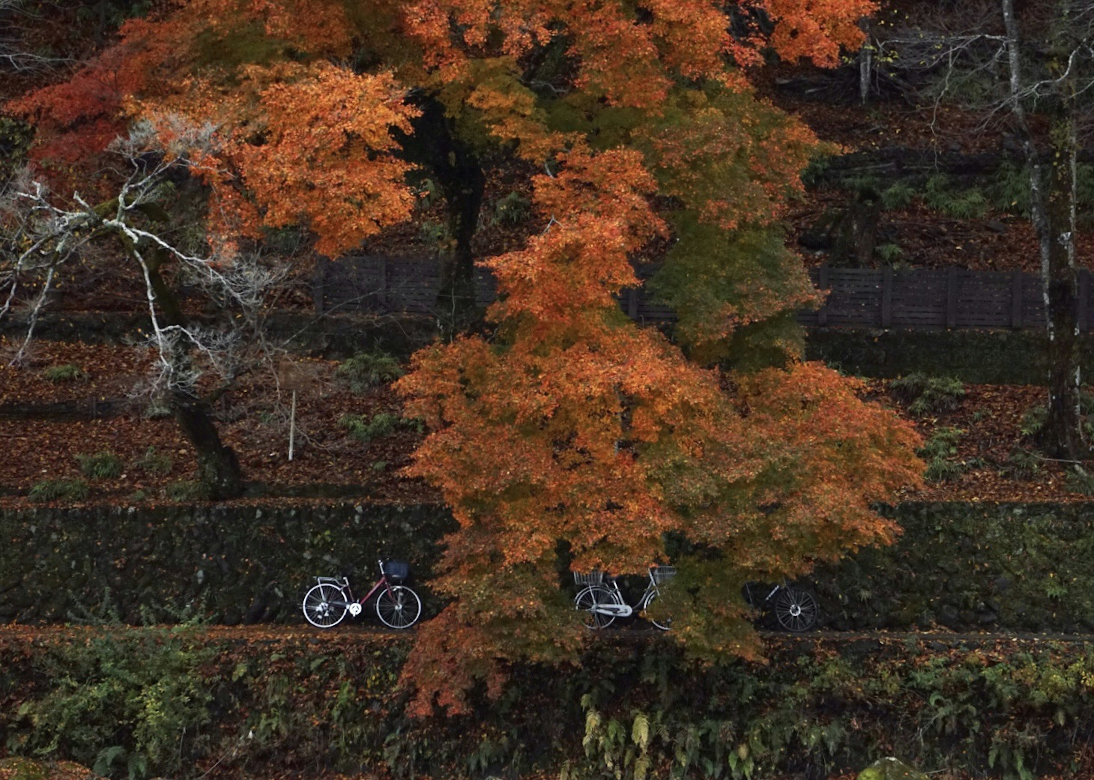 秋の紅葉が美しい風景に自転車が二台ある