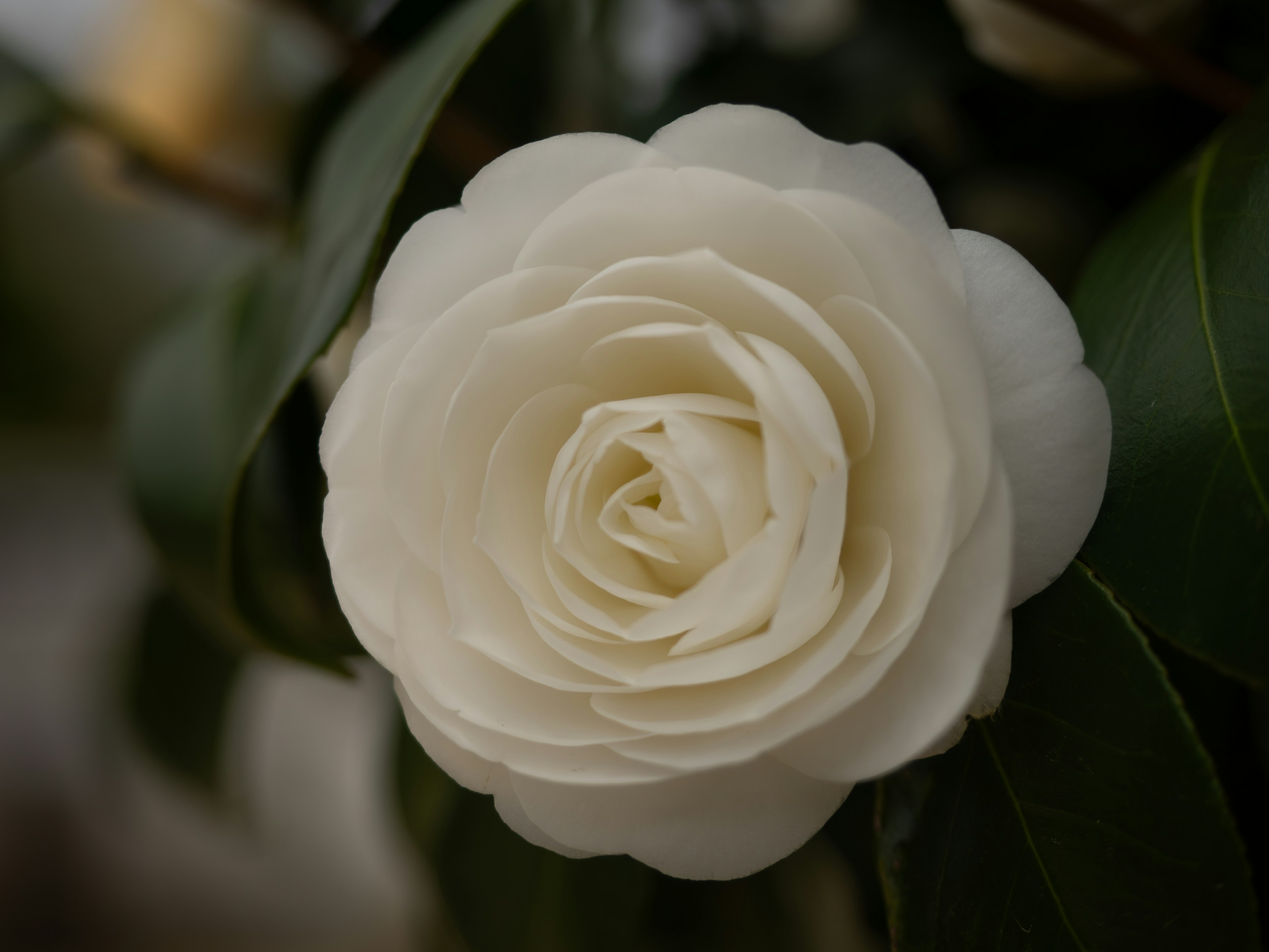 A white camellia flower blooming among green leaves