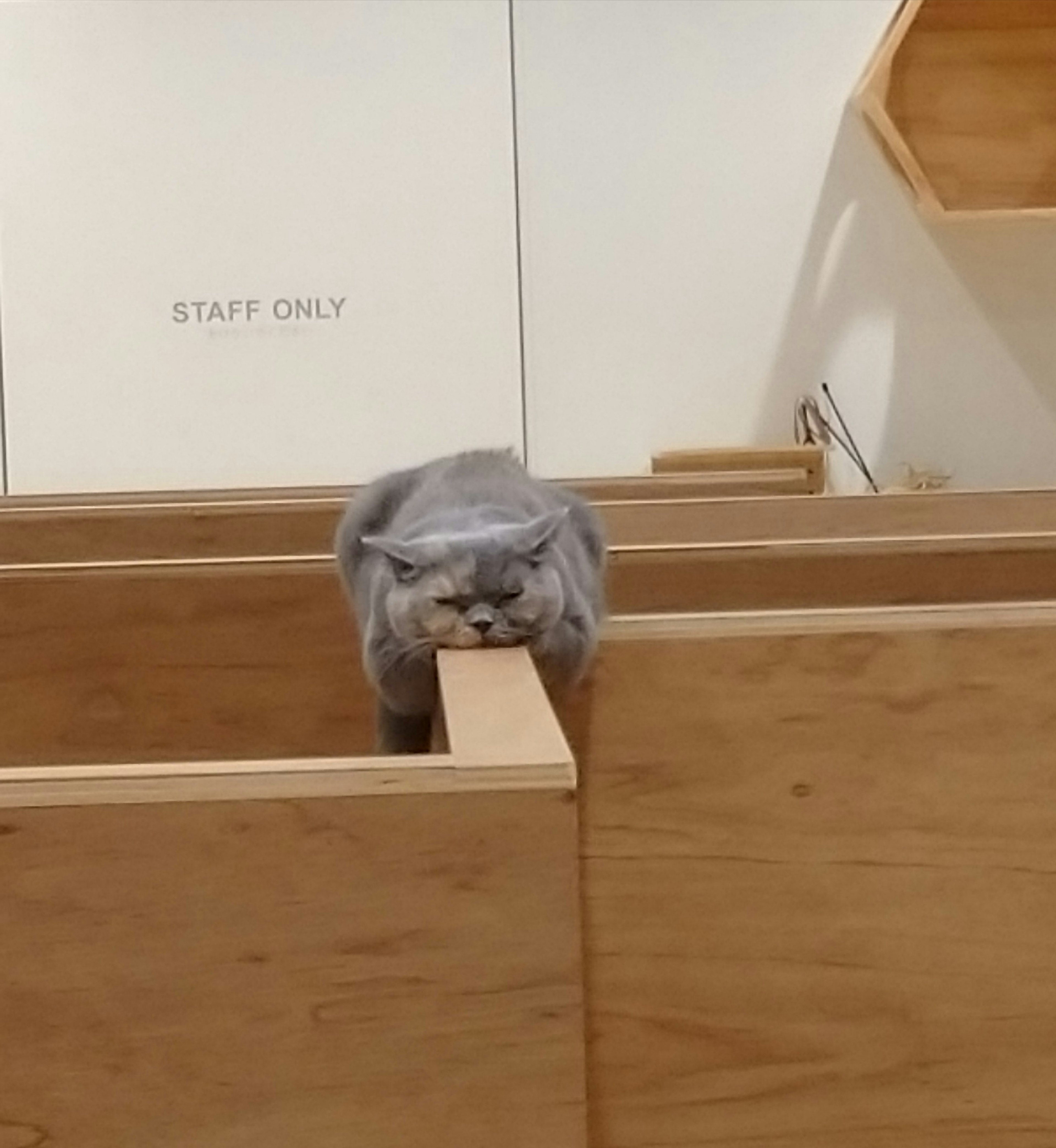 Gato gris sosteniendo una tabla de madera