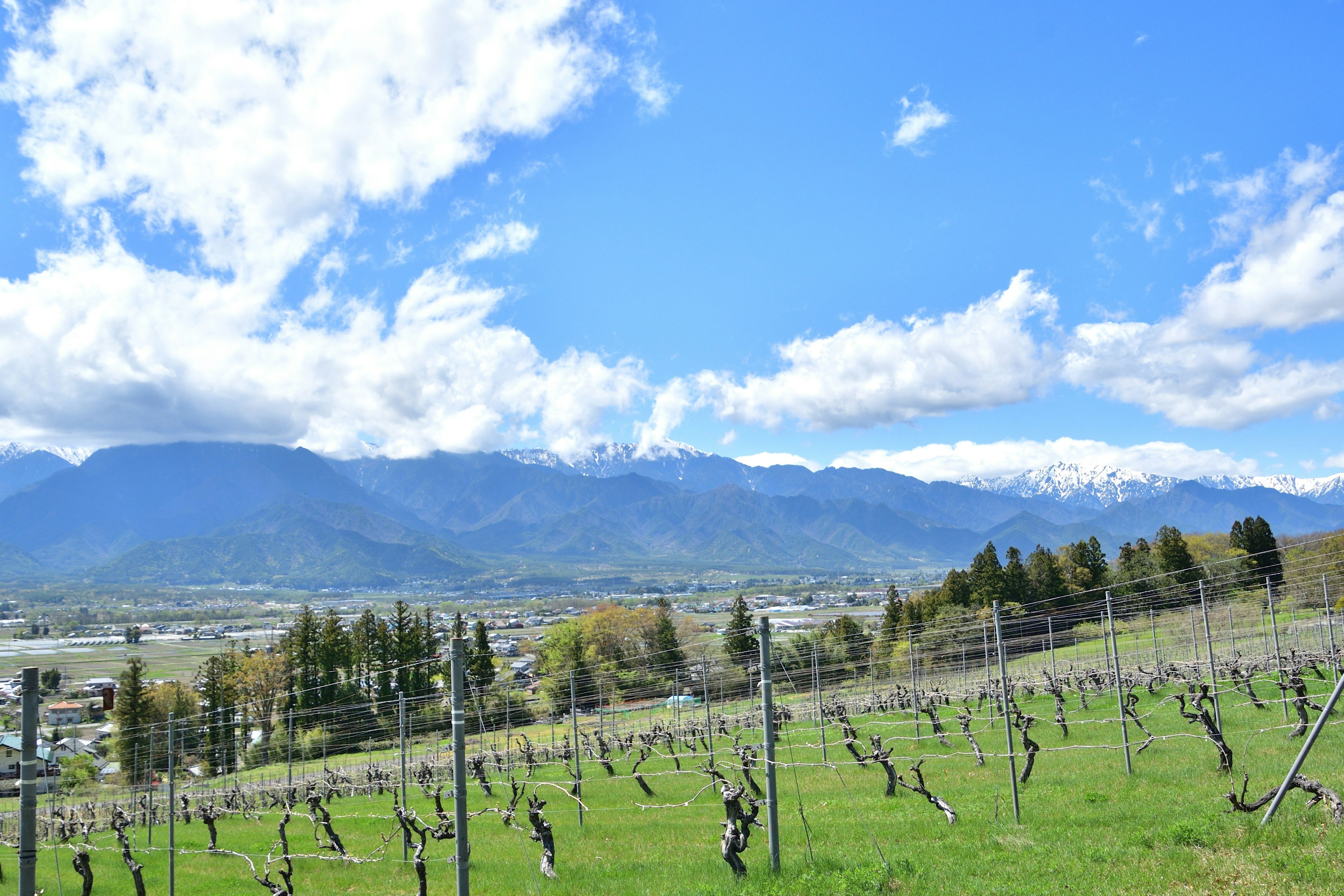 Vista panoramica di un vigneto sotto un cielo azzurro con montagne sullo sfondo