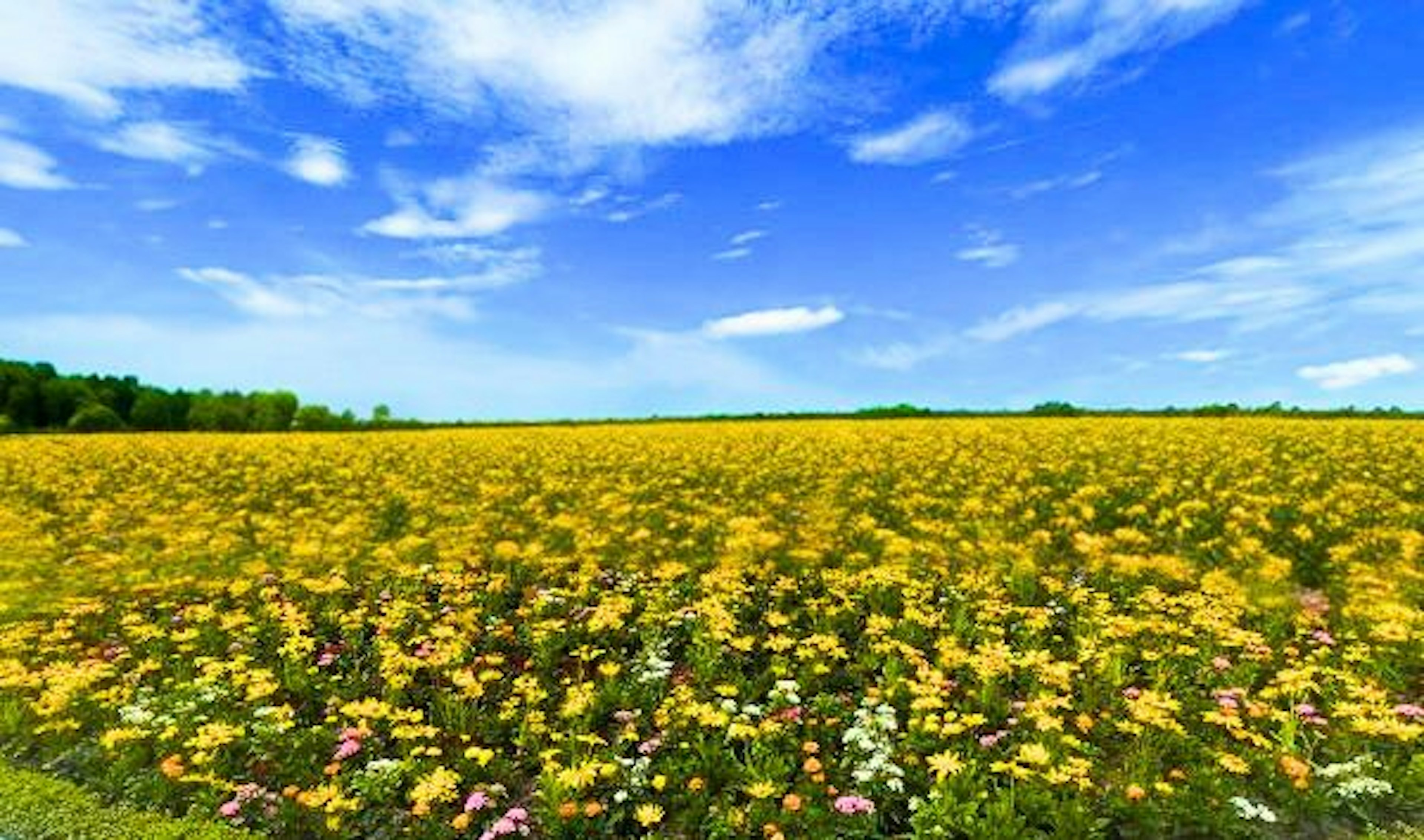 Vasto campo di fiori gialli sotto un cielo azzurro