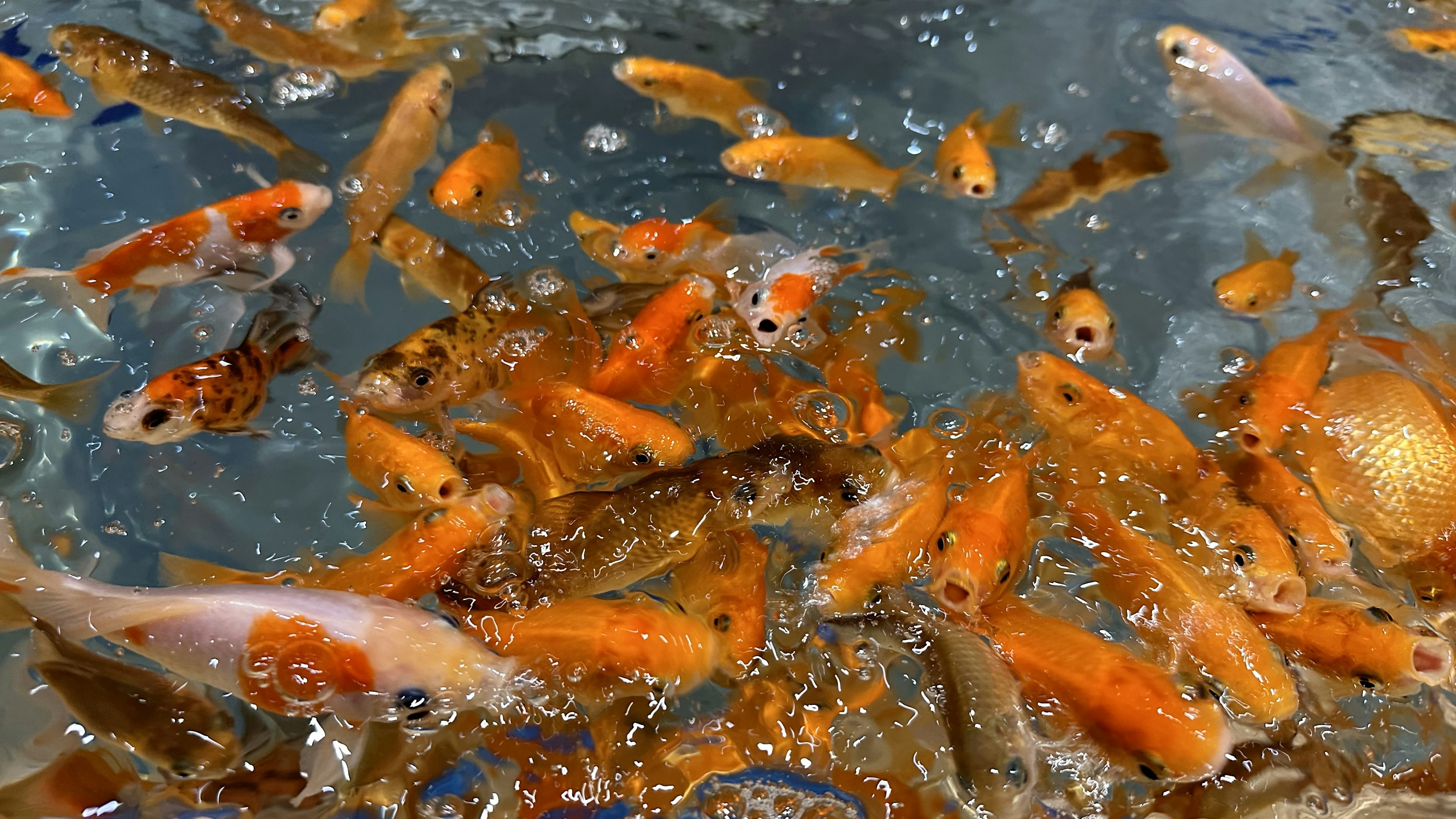 A swarm of orange goldfish swimming in water