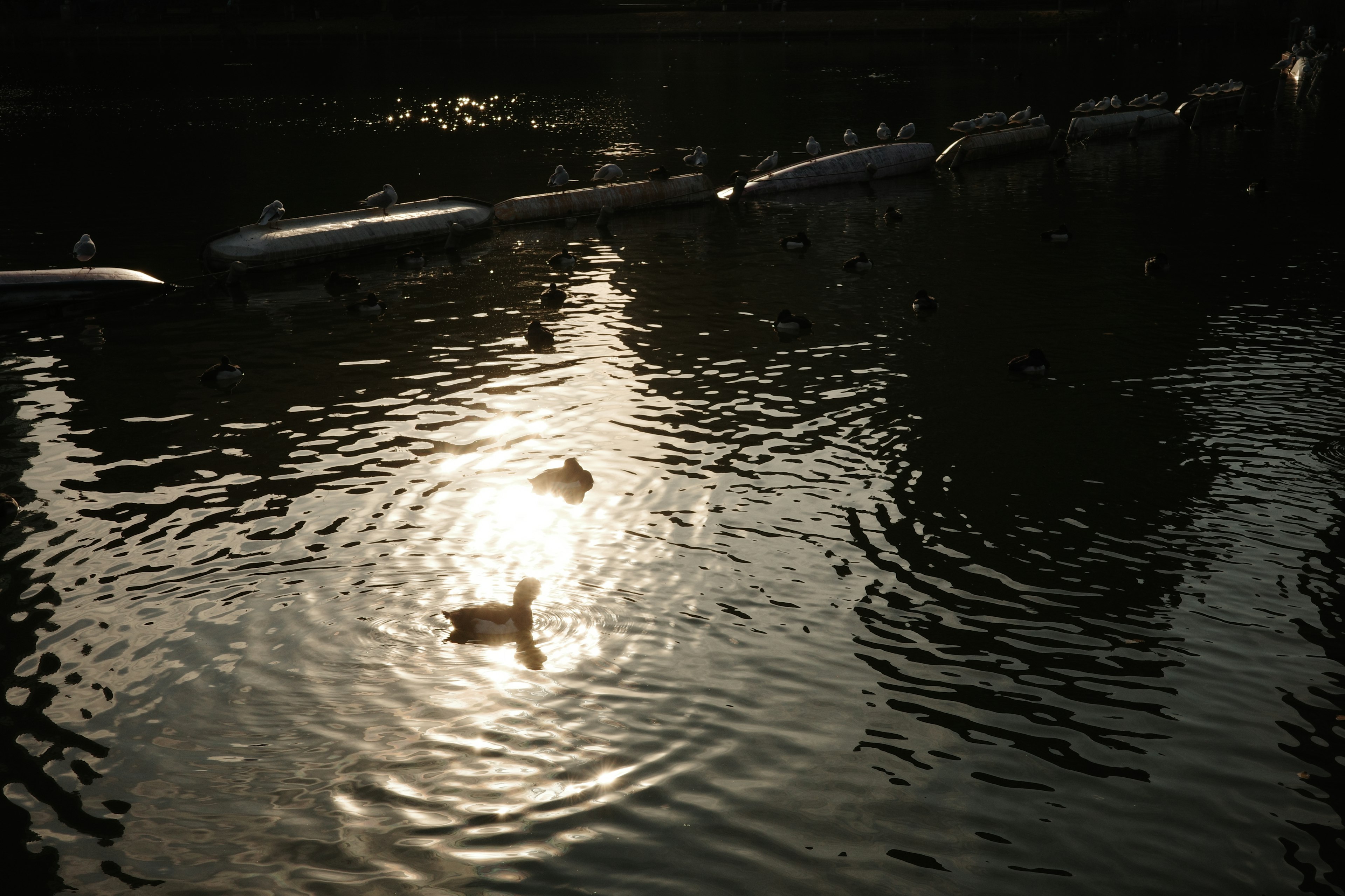 Anatre che nuotano su una superficie d'acqua riflettente con luce solare