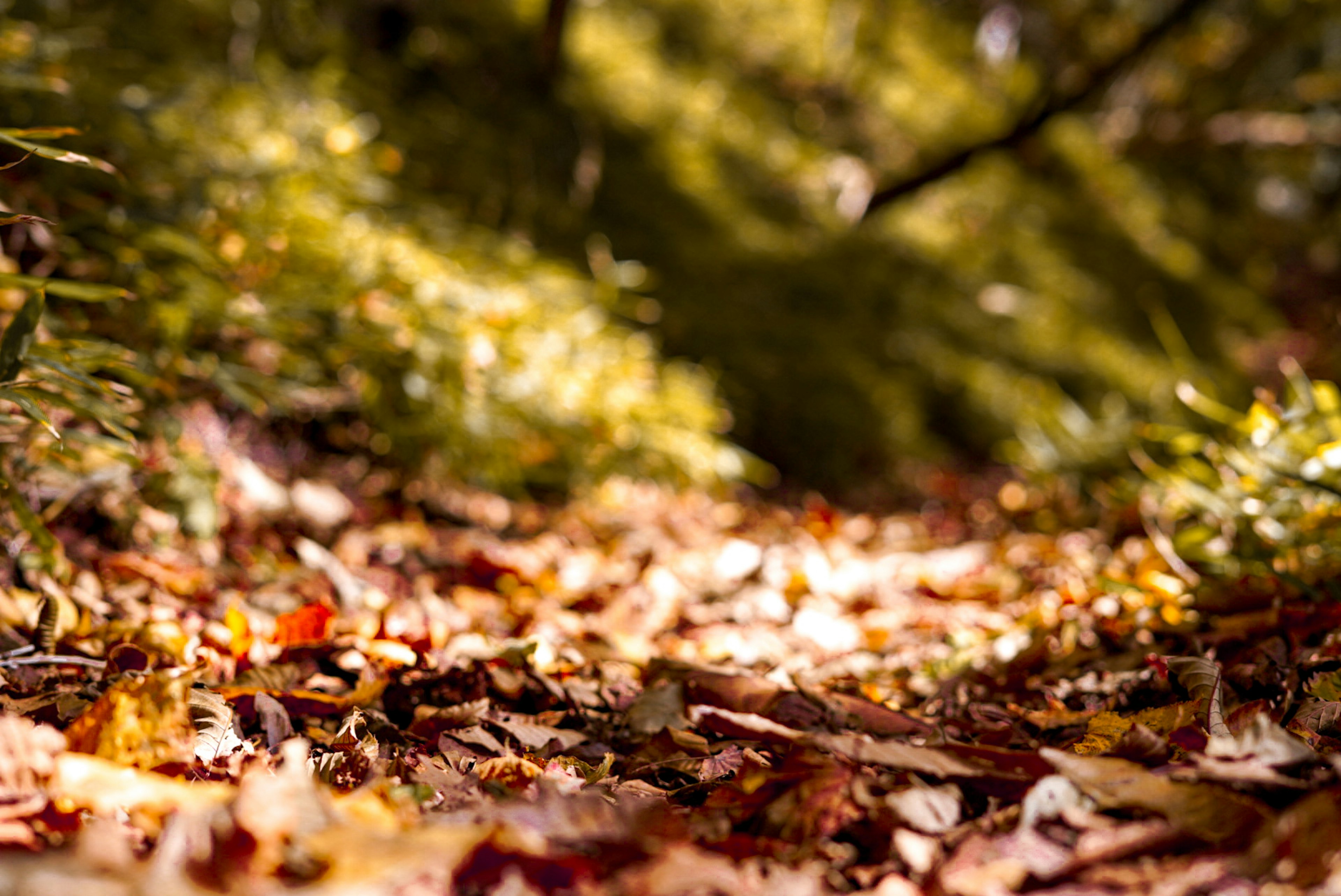 Foto de un camino cubierto de hojas de otoño