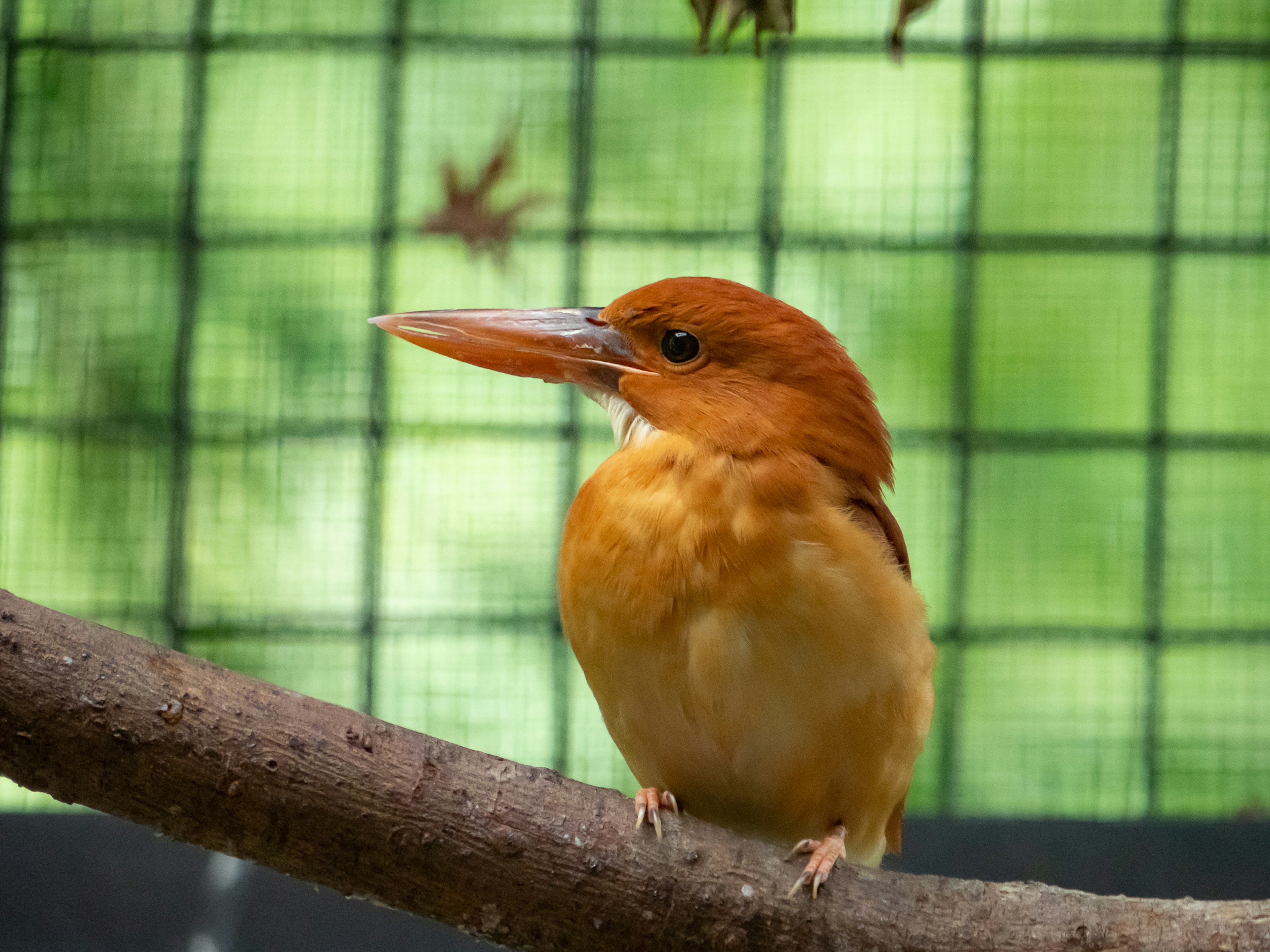 Seekor burung dengan bulu oranye bertengger di cabang