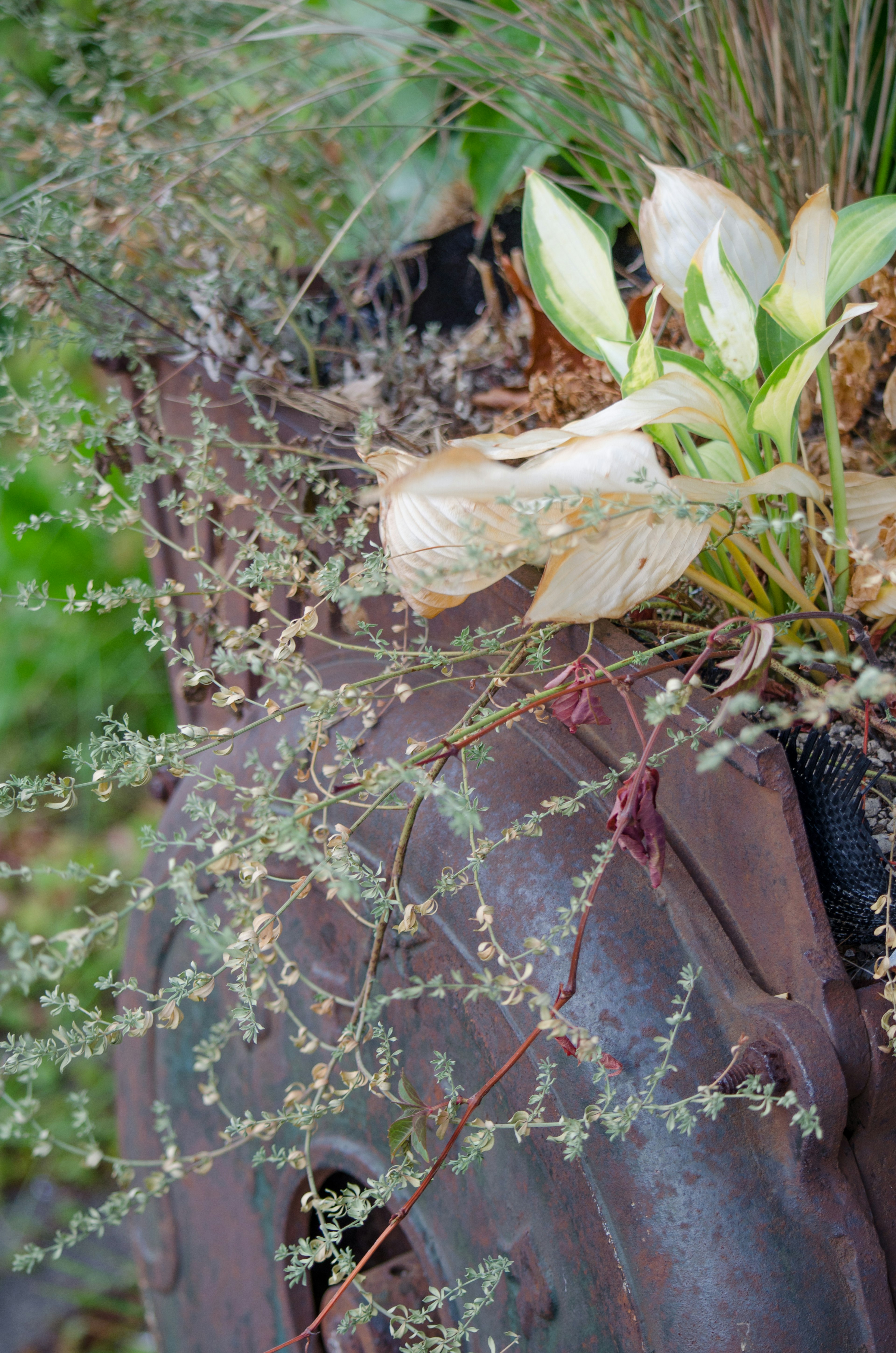 Blumen auf einem alten Reifen mit grünem Laub im Hintergrund