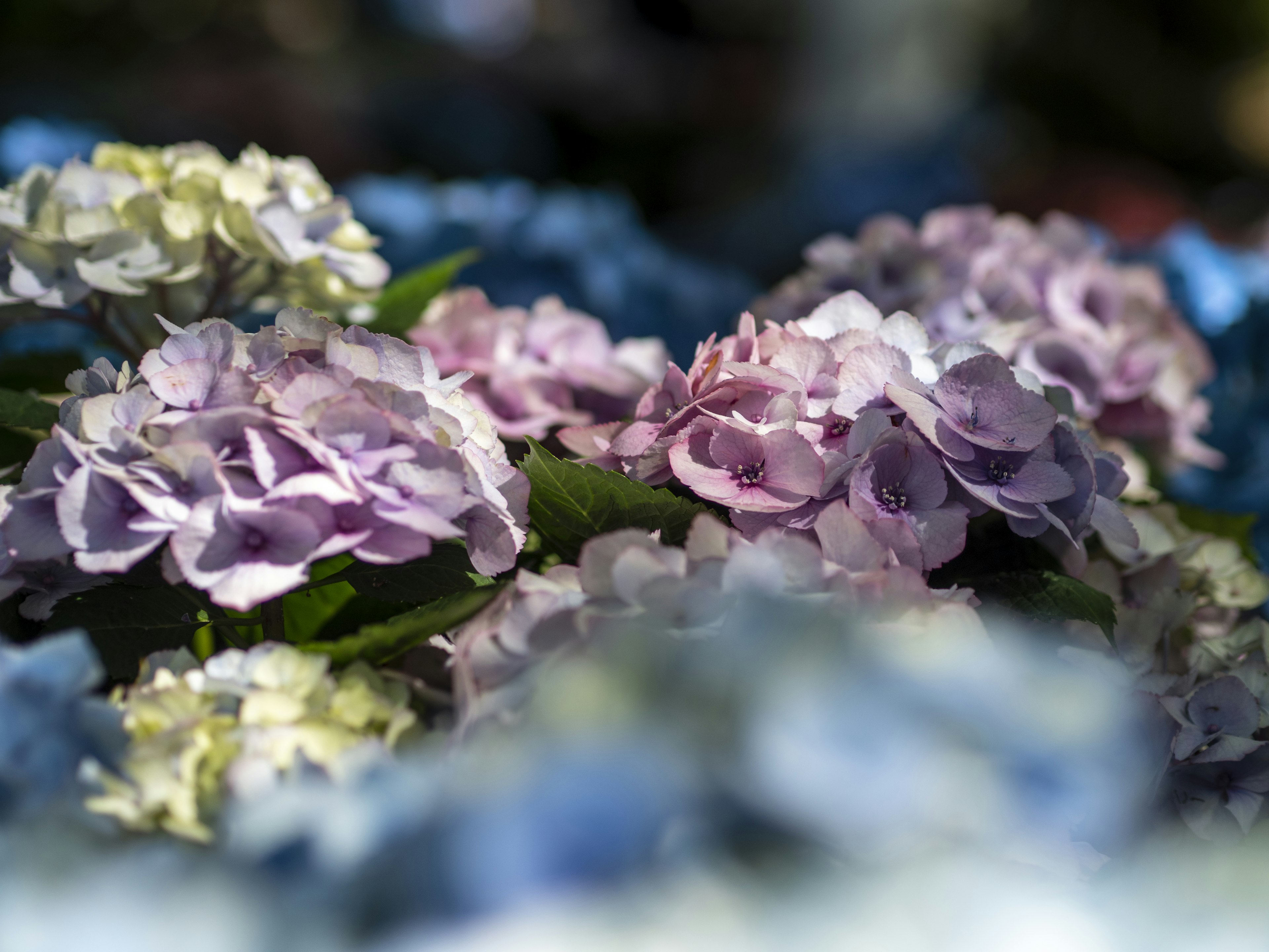 Ansammlung von blassen lila und weißen Hortensienblüten