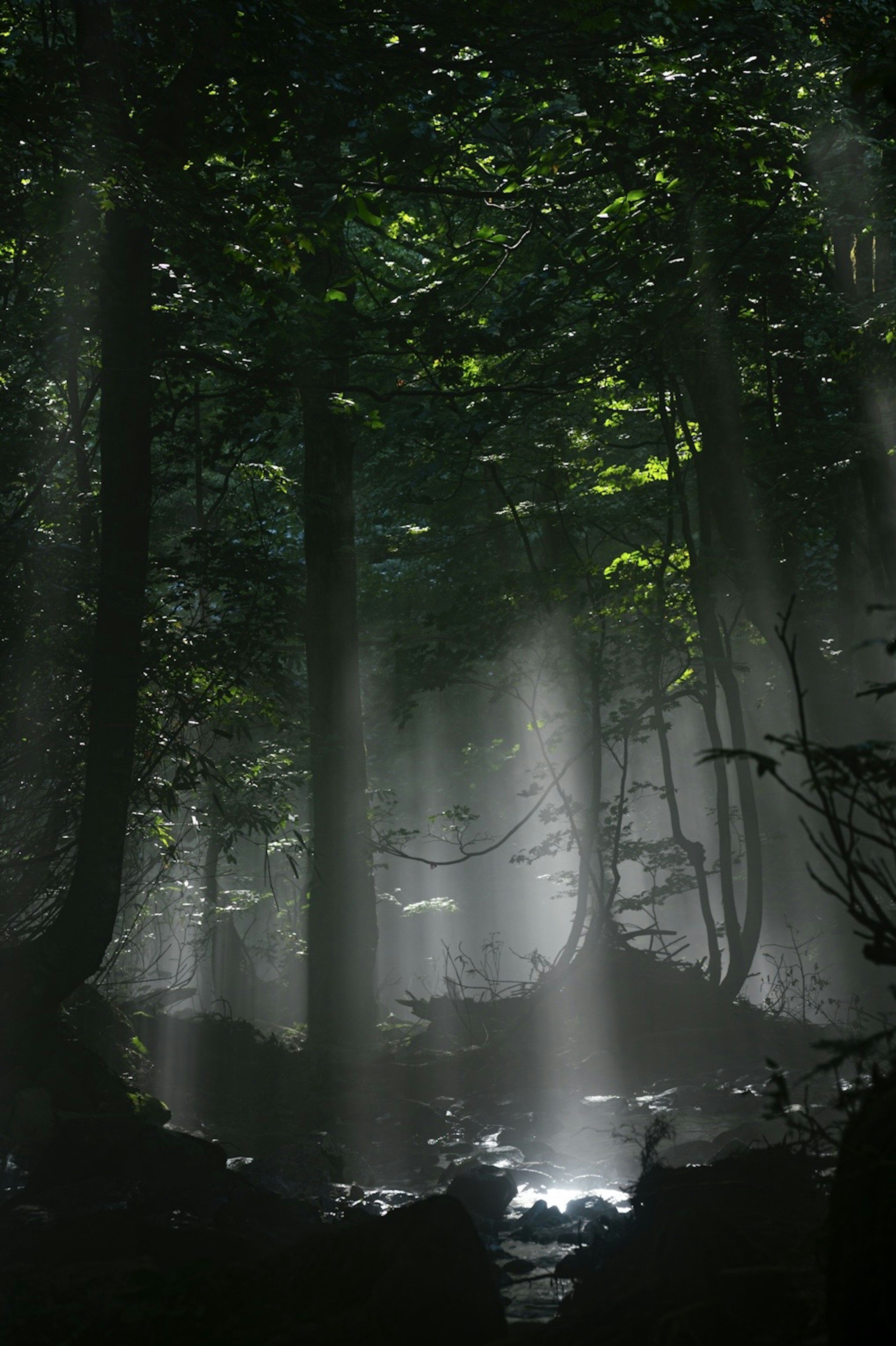 Una escena de bosque con rayos de luz atravesando la niebla