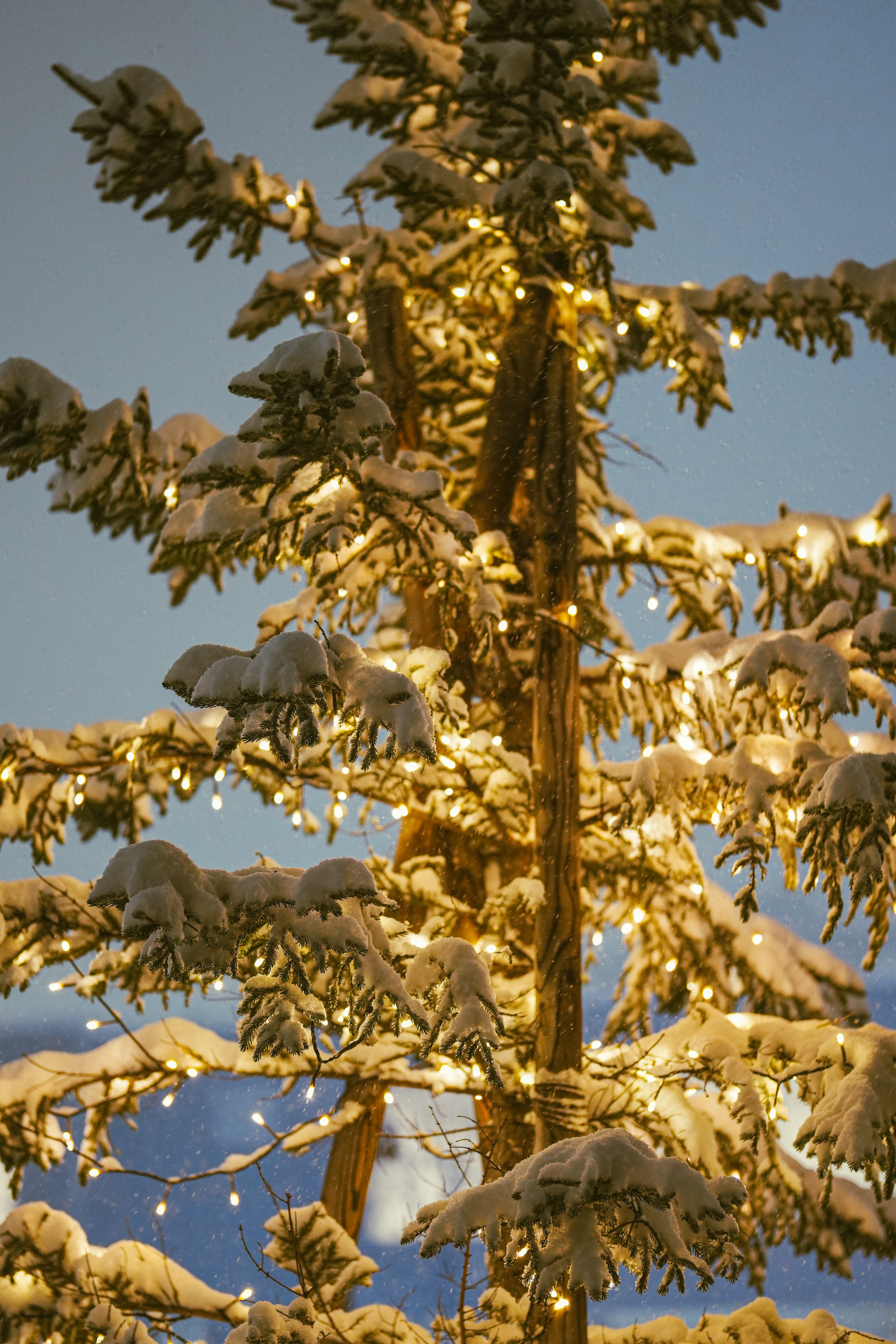 Snow-covered tree adorned with glowing Christmas lights