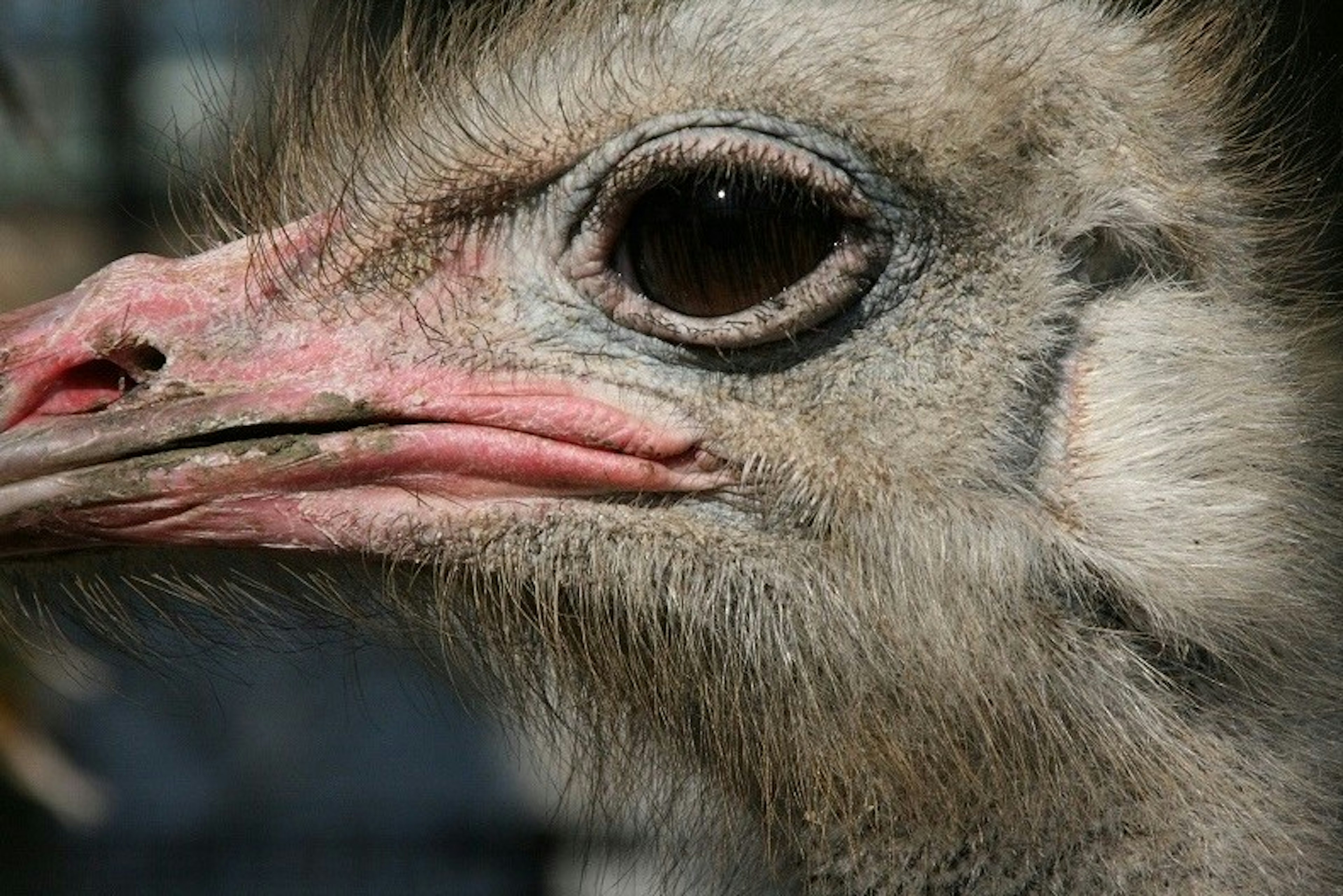 Close-up of an ostrich's face featuring delicate feathers and a large black eye