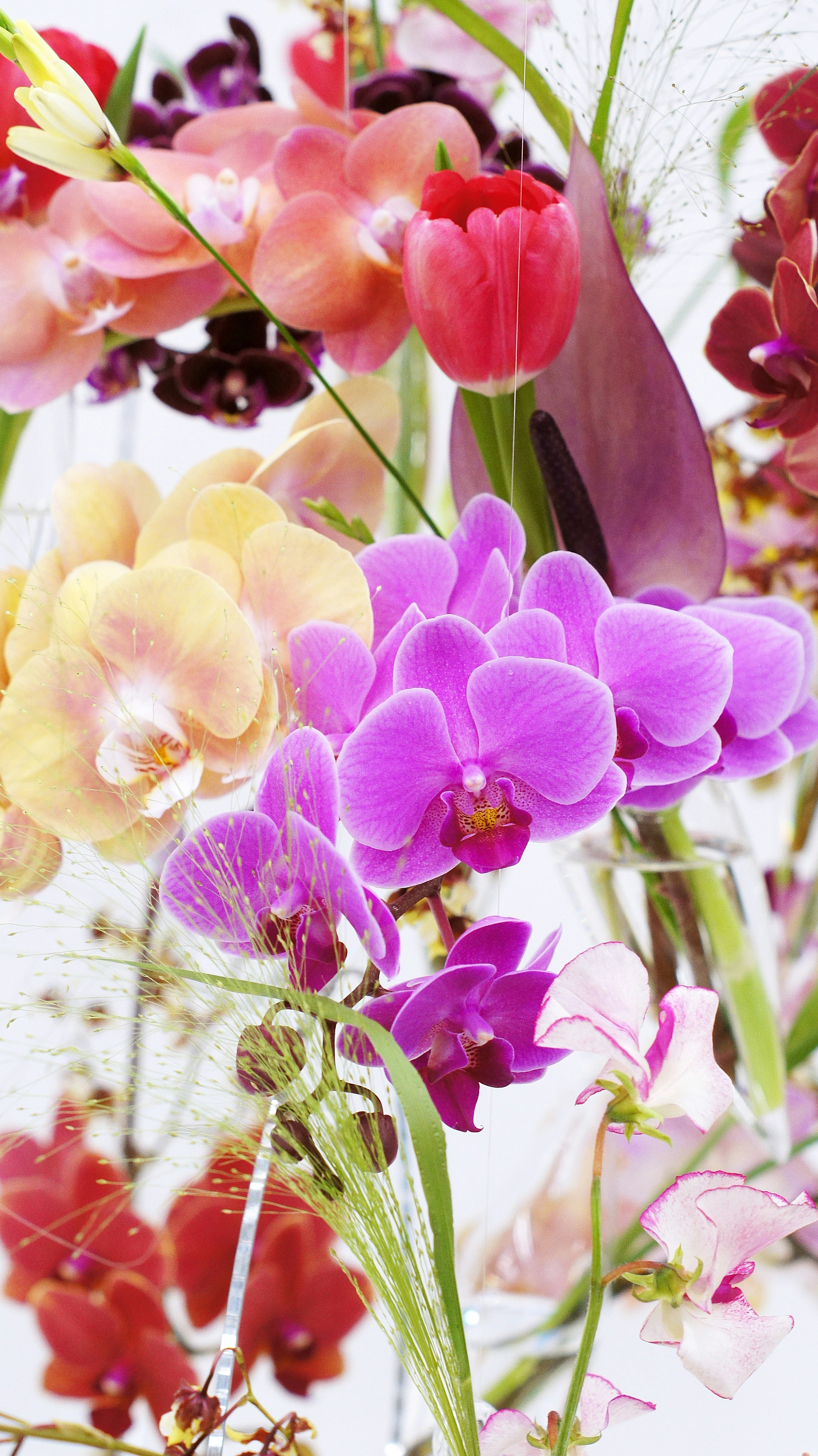 Arrangement magnifique de fleurs colorées incluant des orchidées et des tulipes