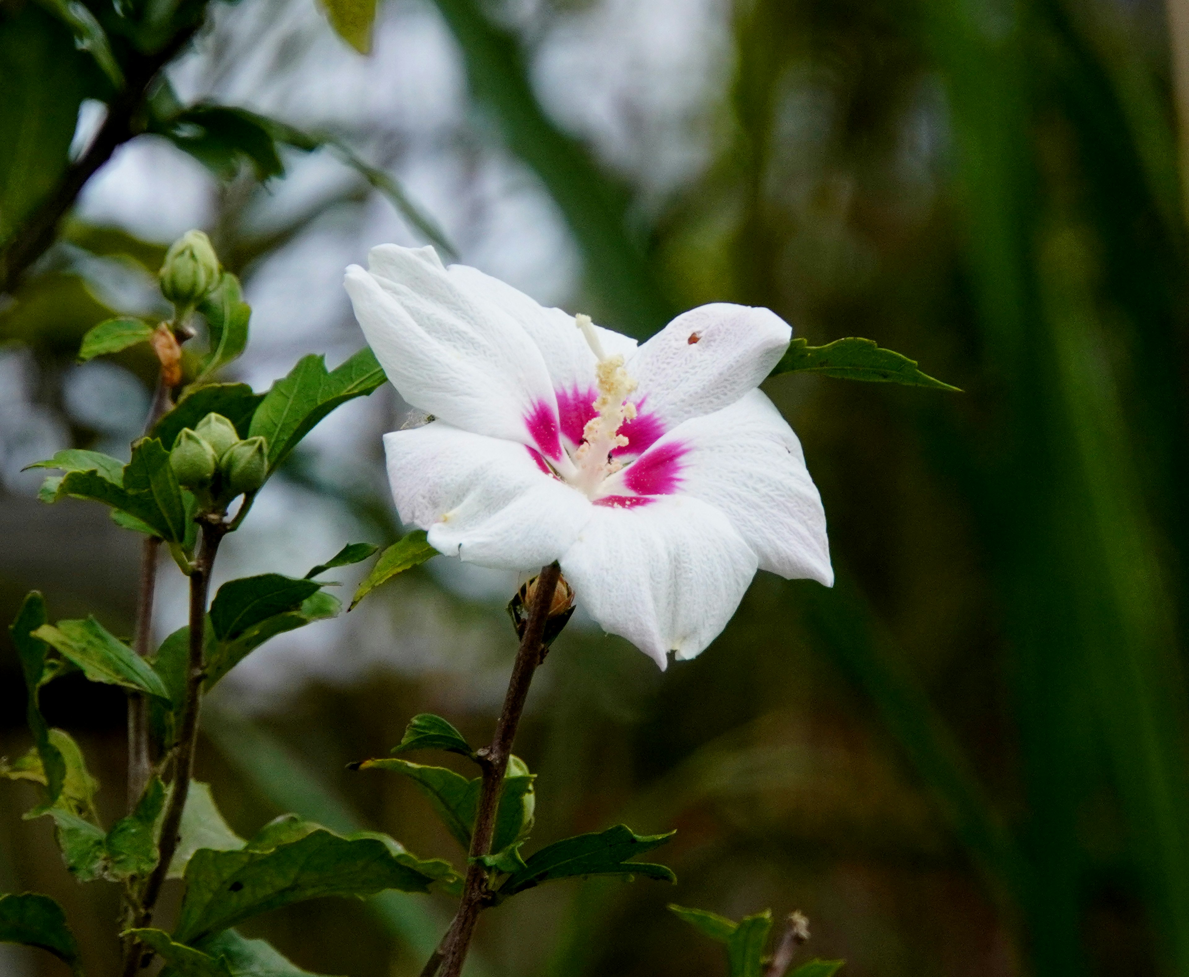 Un fiore bianco con segni rosa che sboccia su uno sfondo verde