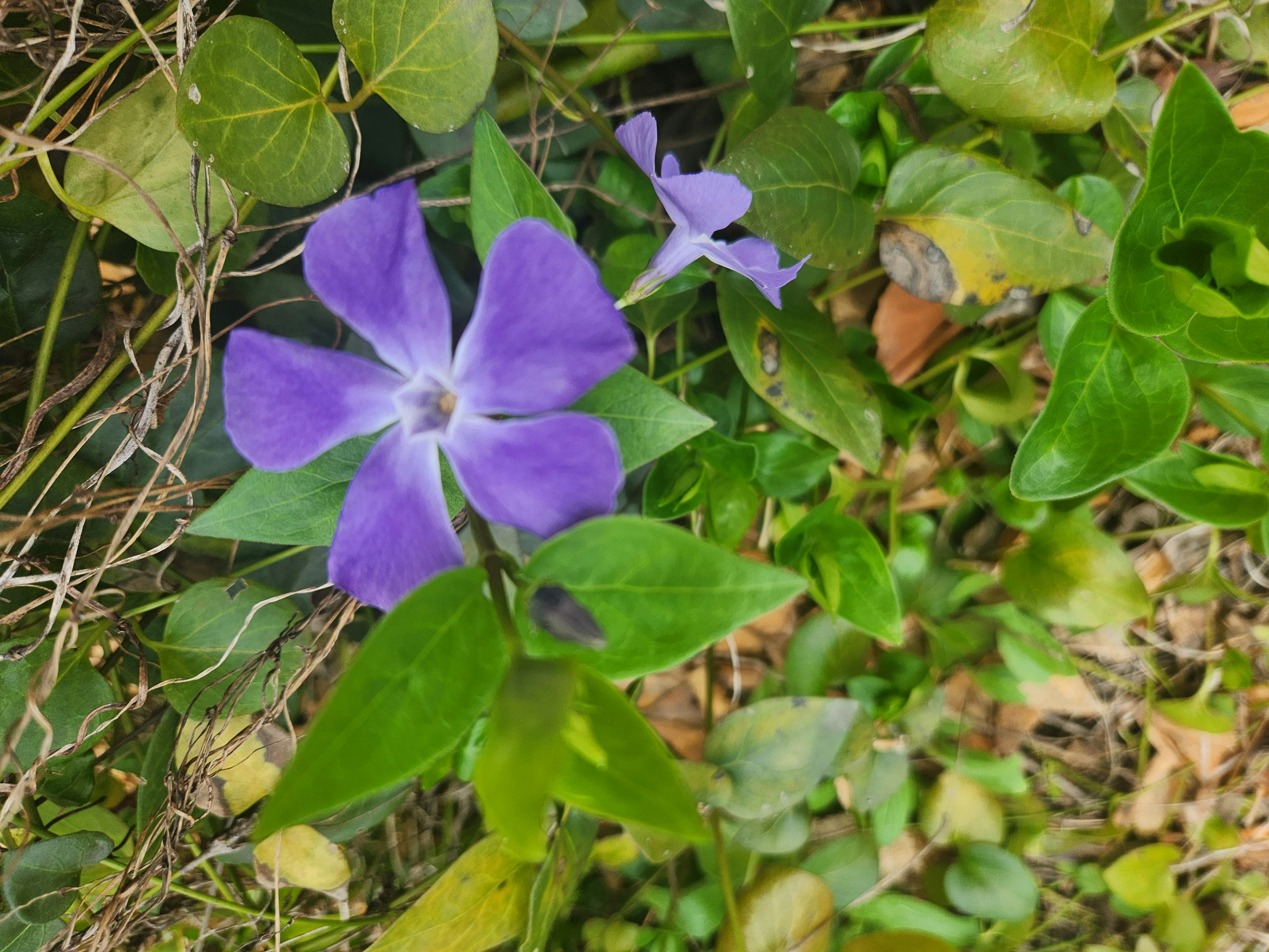 Kedekatan bunga ungu dengan daun hijau