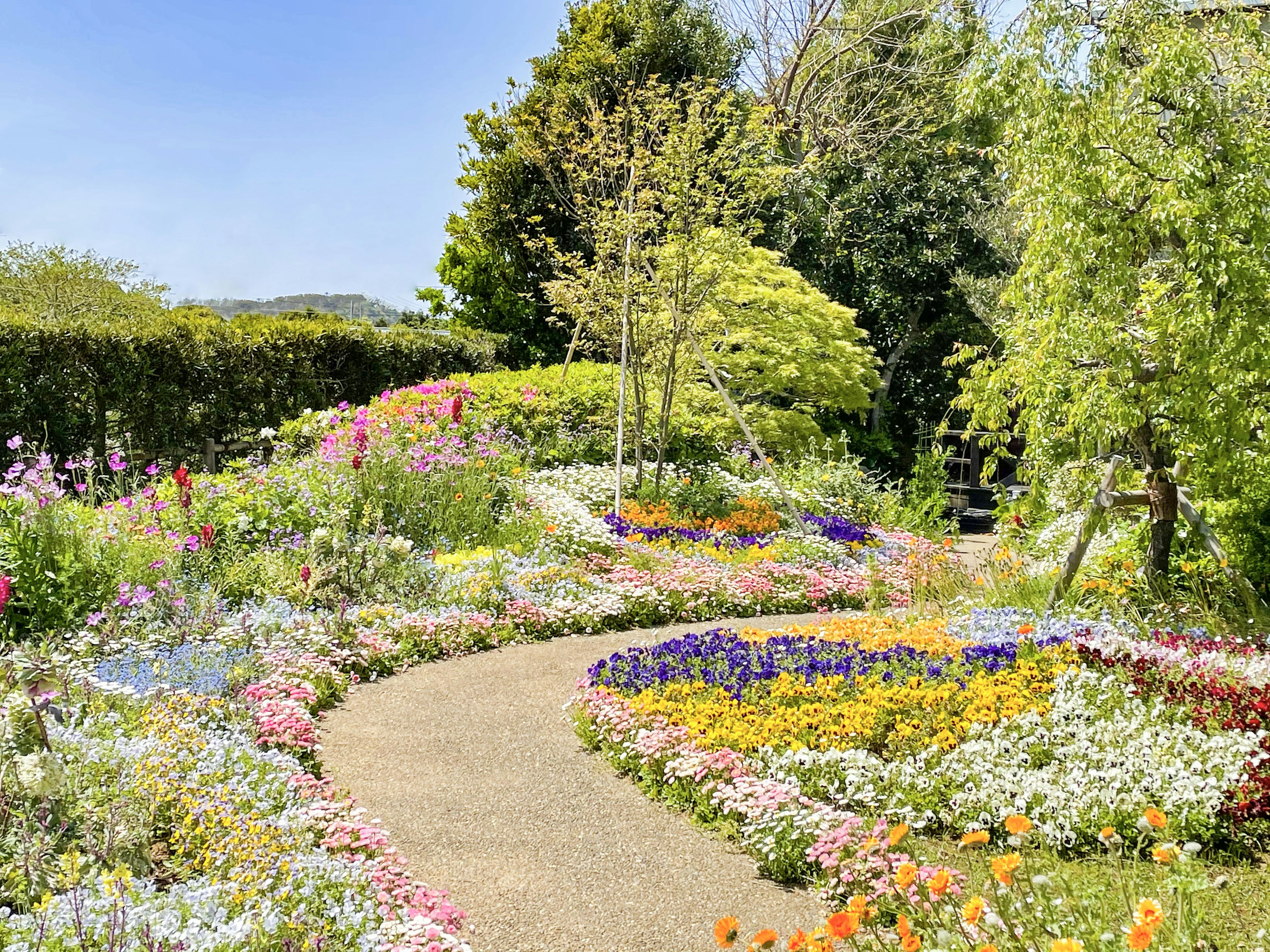 Bellissimo giardino con una varietà di fiori colorati