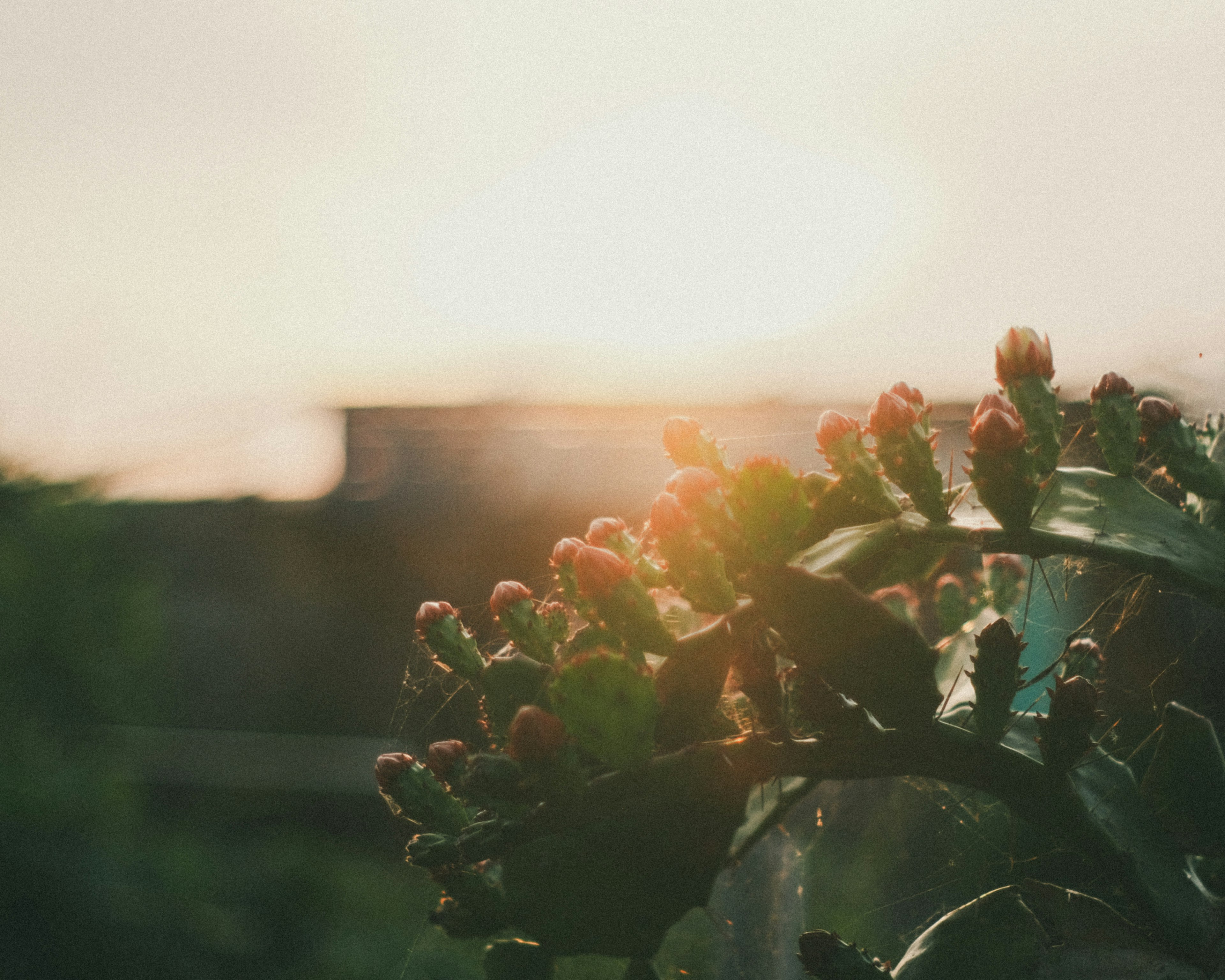 Primer plano de flores floreciendo al atardecer