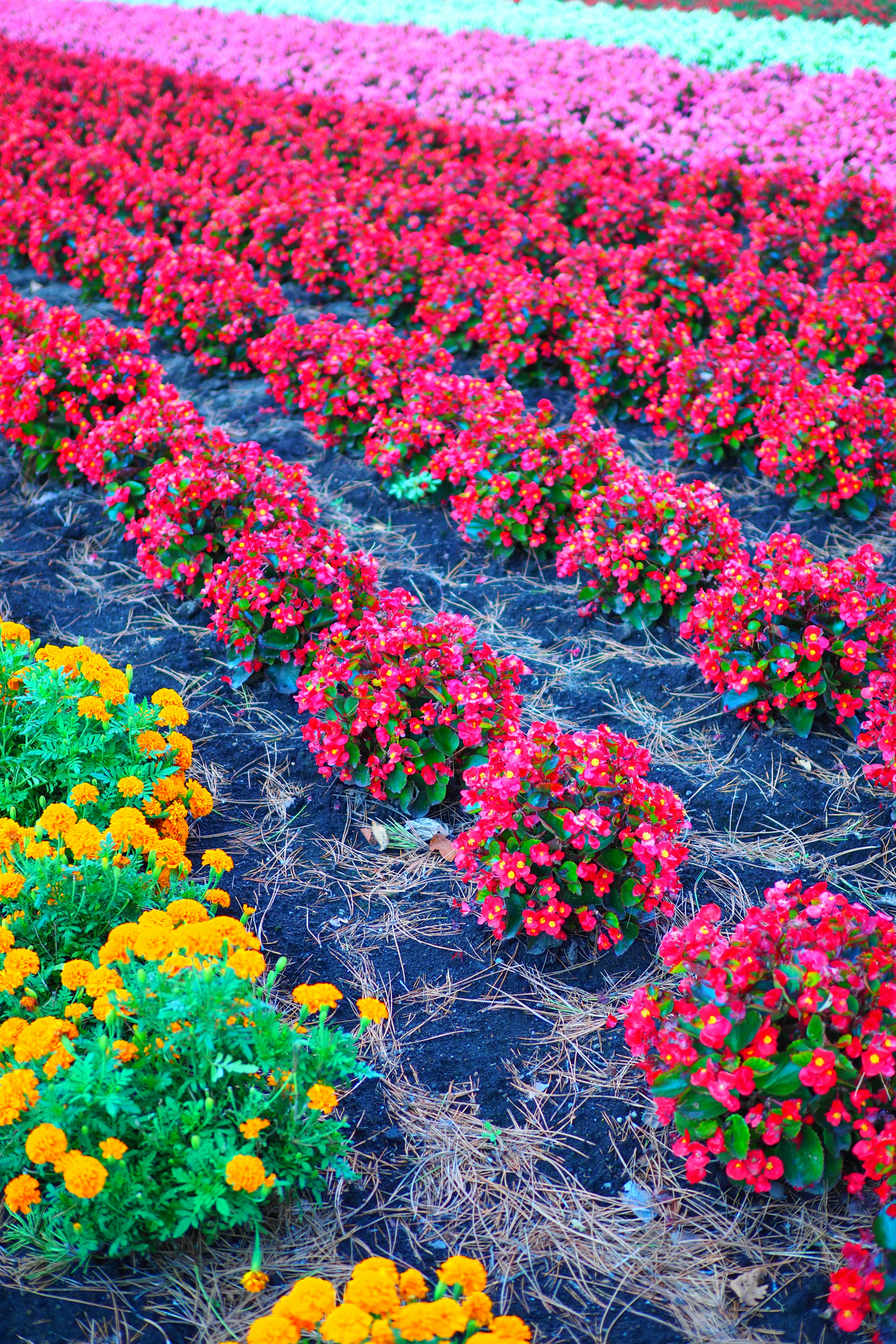 Champ de fleurs colorées avec des rangées de fleurs roses et jaunes vibrantes