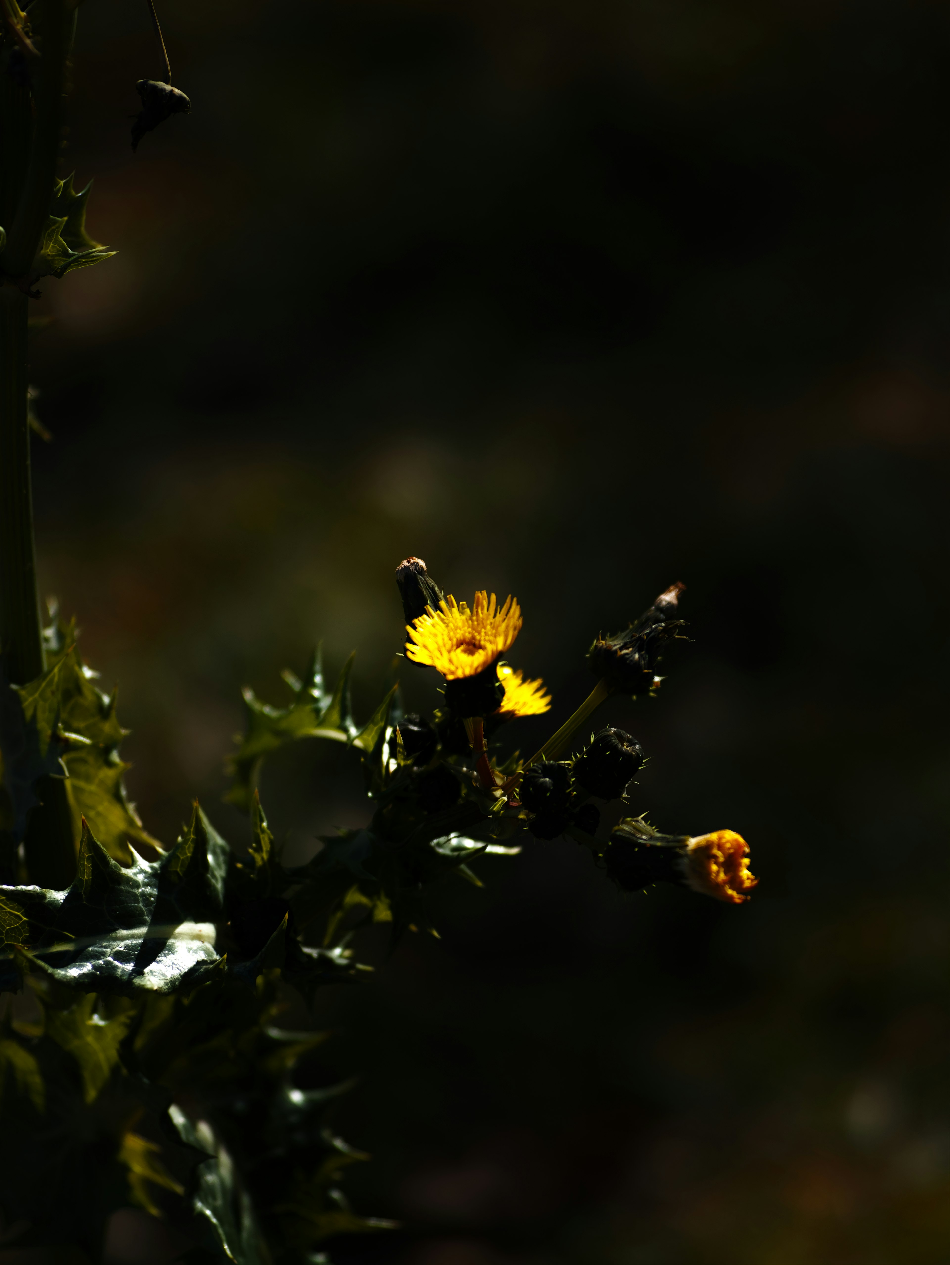 Contraste de flores amarillas y hojas sobre un fondo oscuro