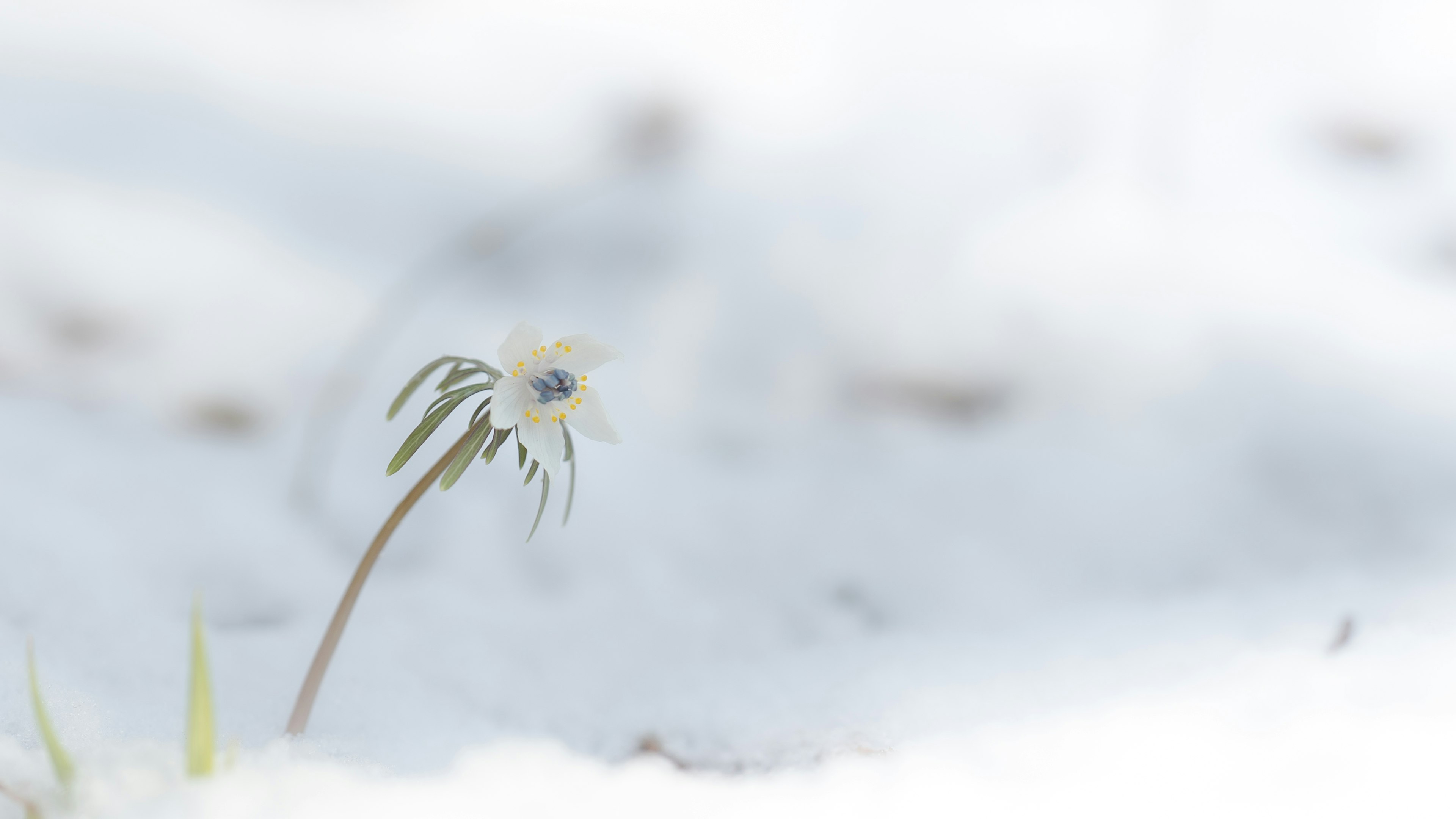 Acercamiento de una pequeña flor floreciendo en la nieve