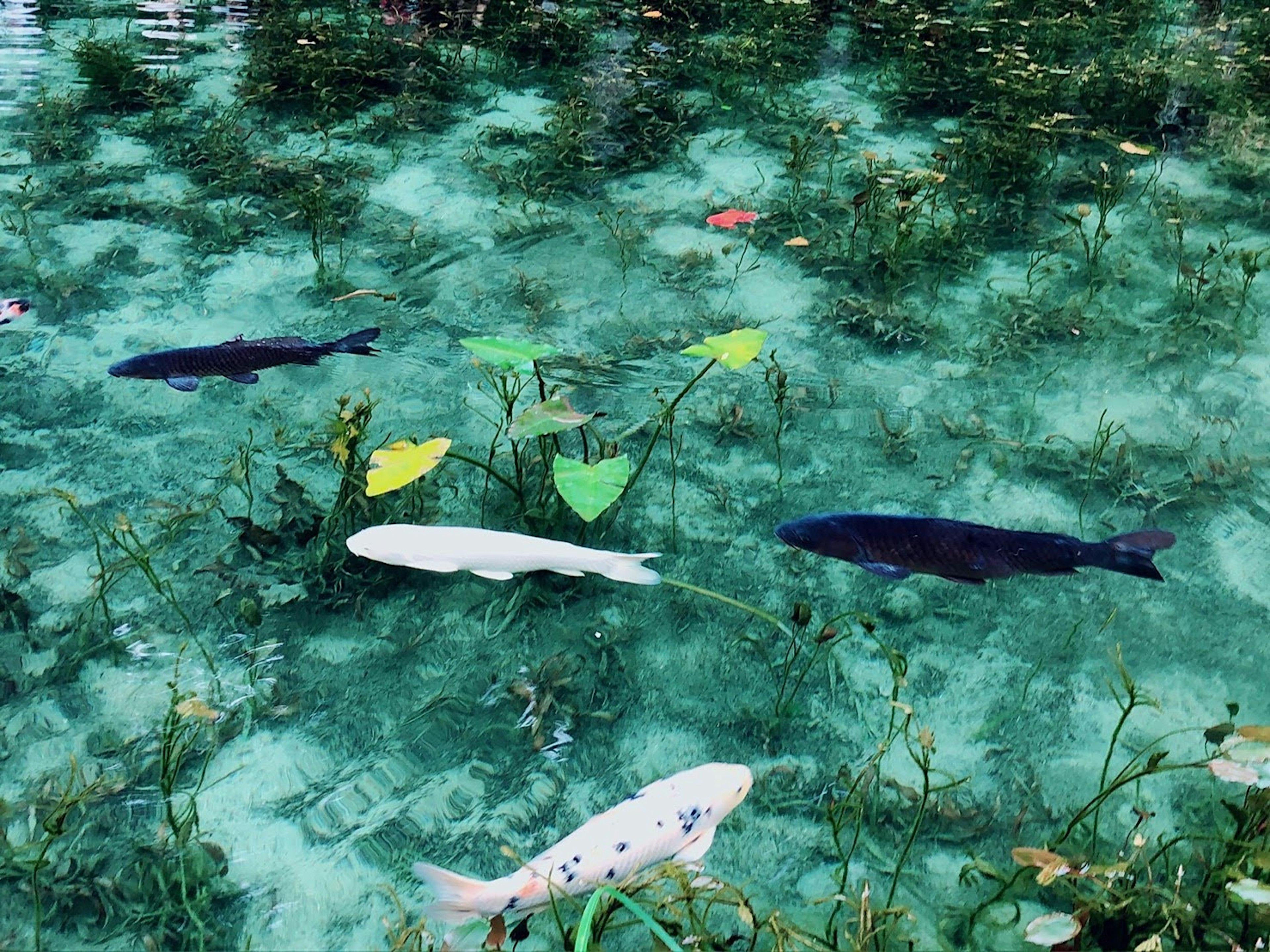 White koi and black fish swimming in clear water with green water plants and leaves