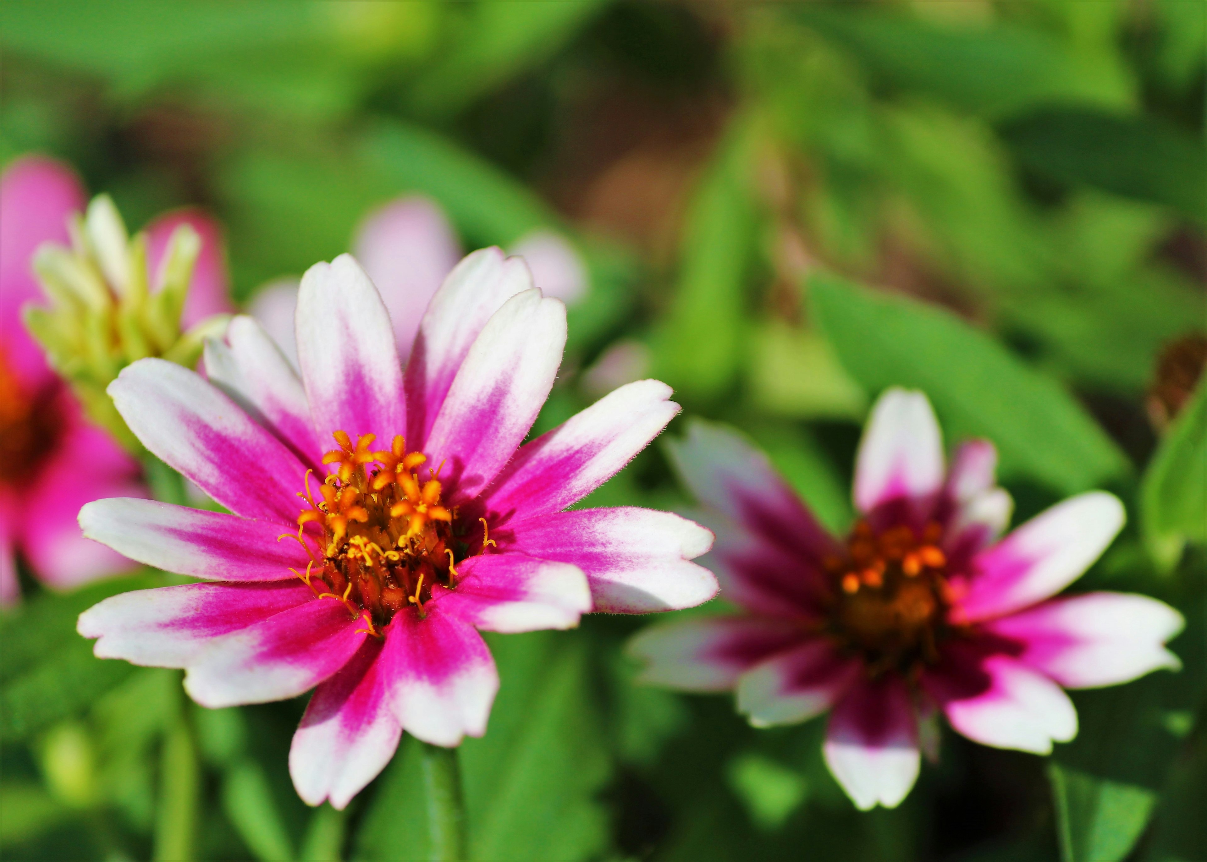 Primo piano di bellissimi fiori rosa e bianchi in un giardino