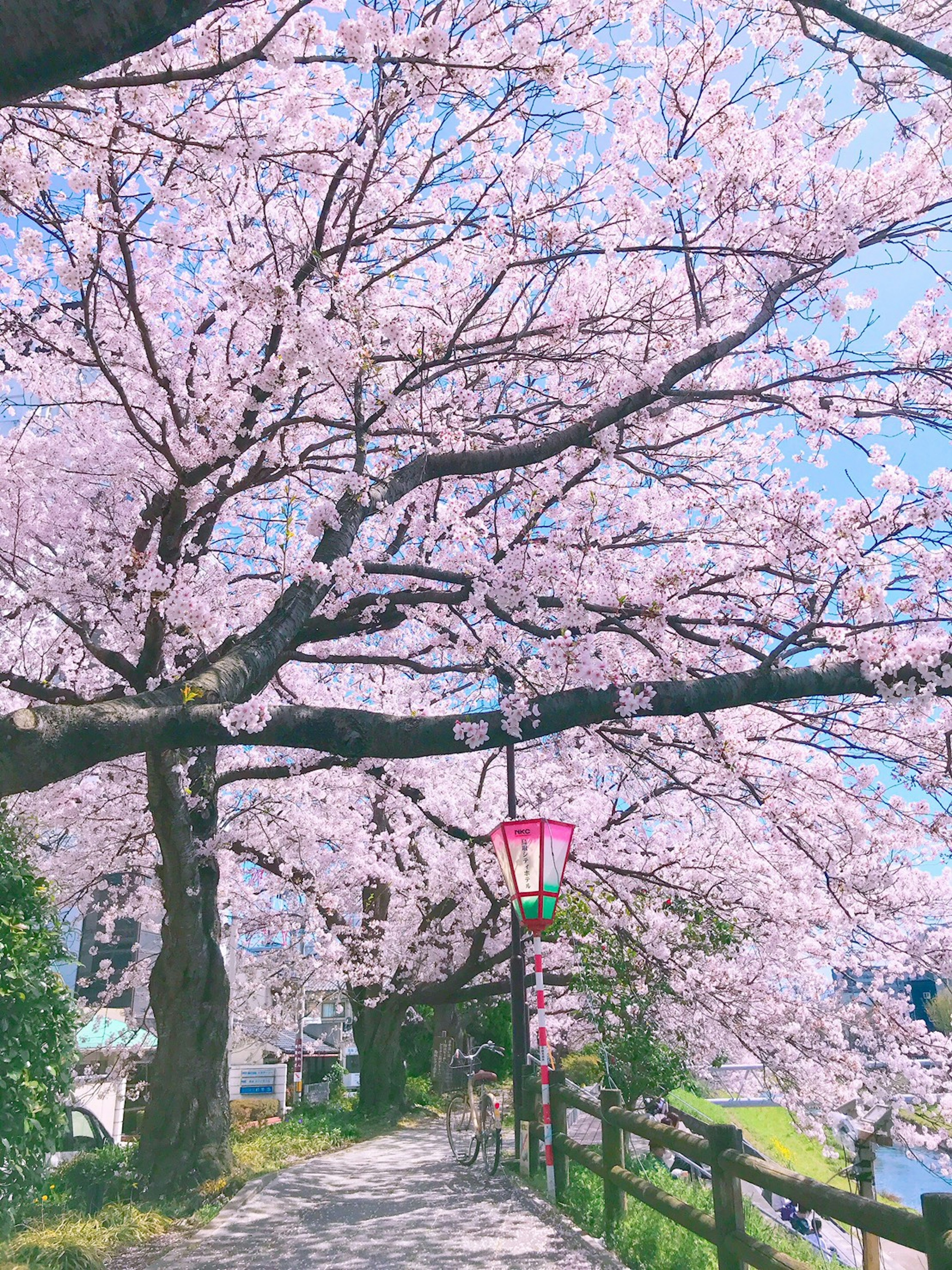 Scenic walkway lined with blooming cherry blossom trees under a blue sky