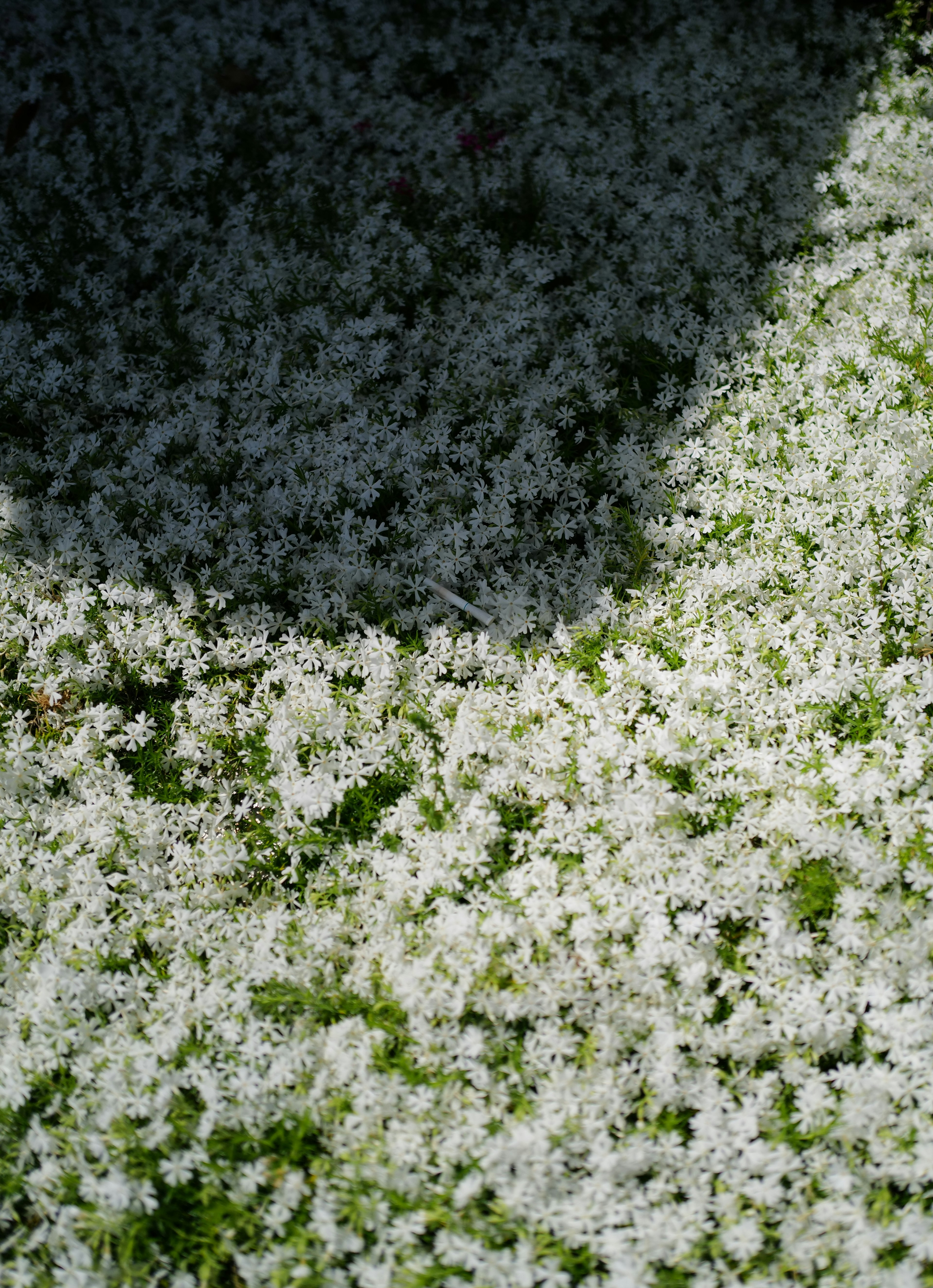 白色花瓣散落在绿色草坪上，带有阴影