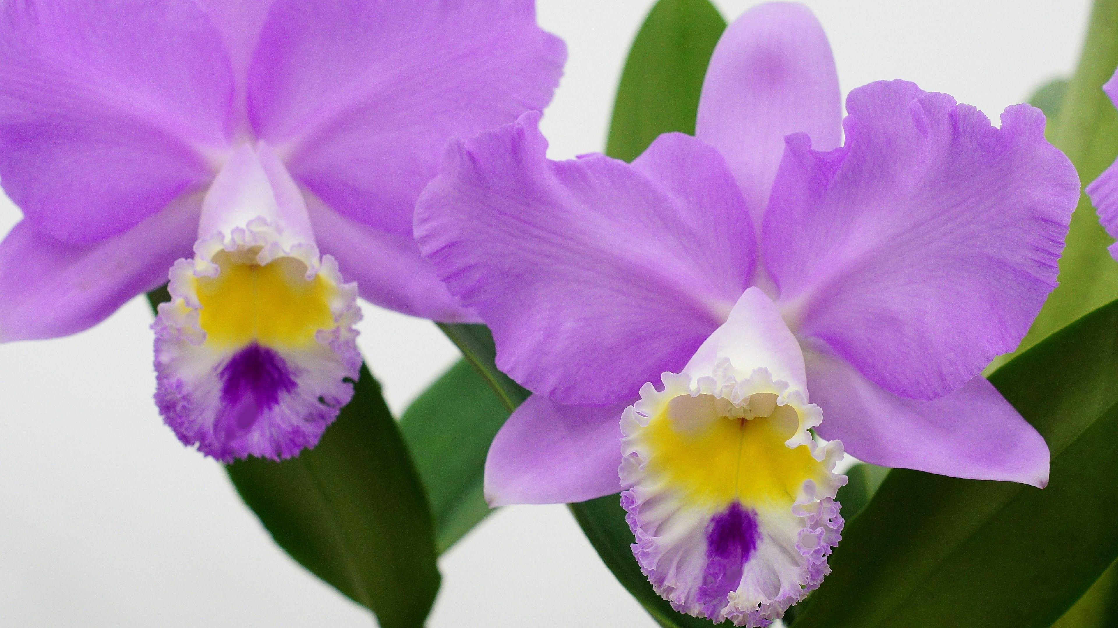 Nahaufnahme von Orchideen mit lila Blütenblättern