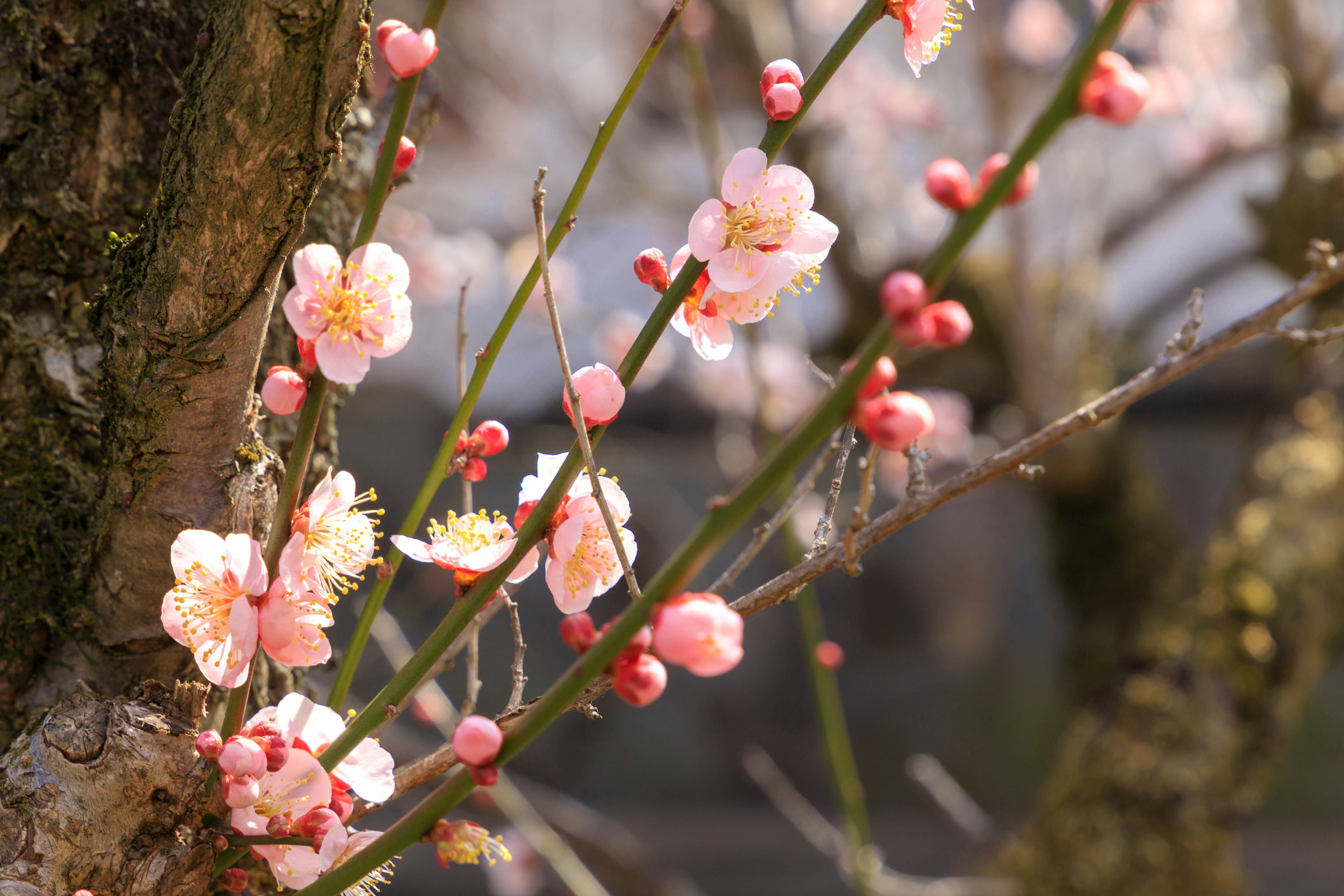 Gros plan sur des branches de prunier en fleurs