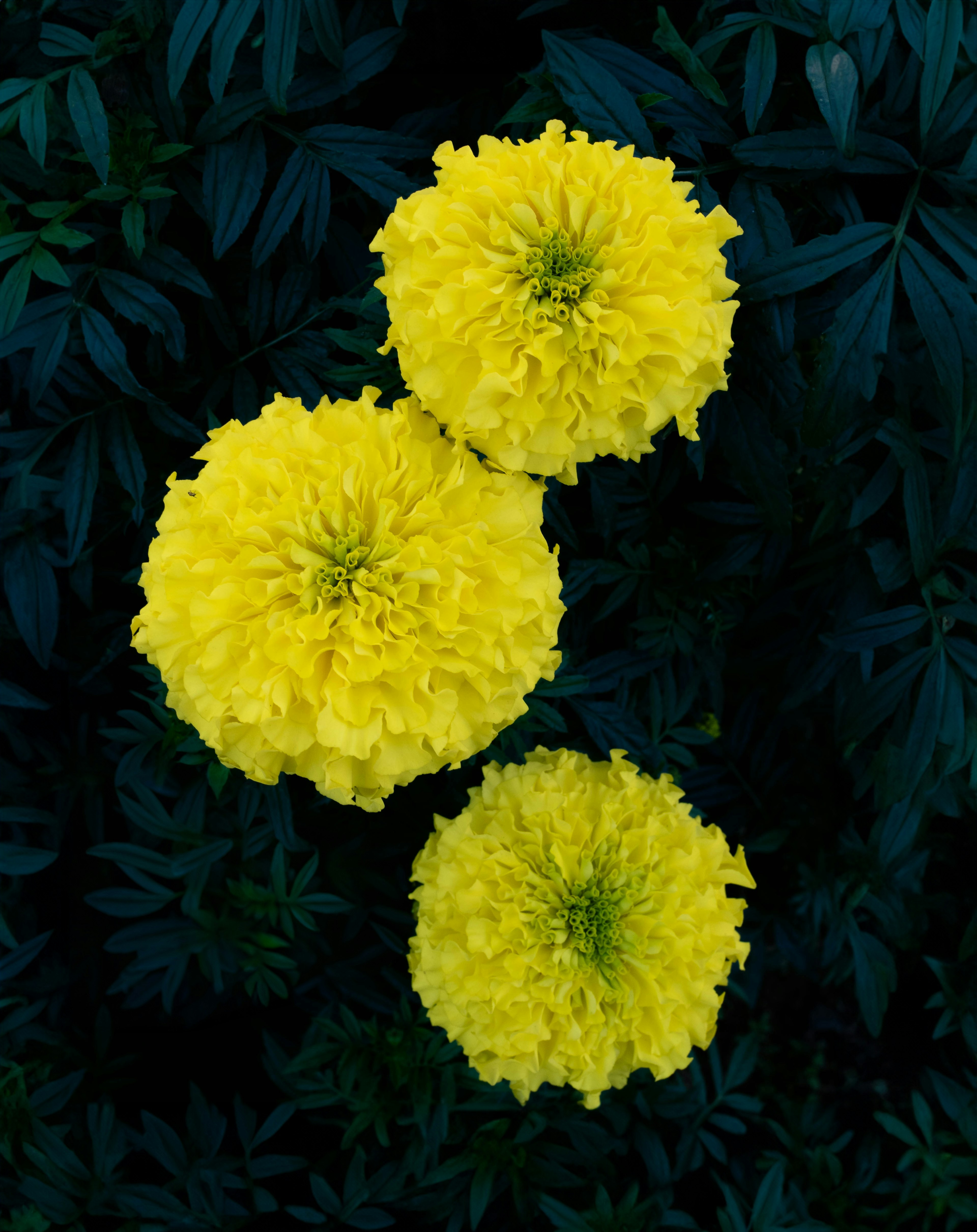 Tre fiori di tagete gialli vivaci circondati da foglie verde scuro