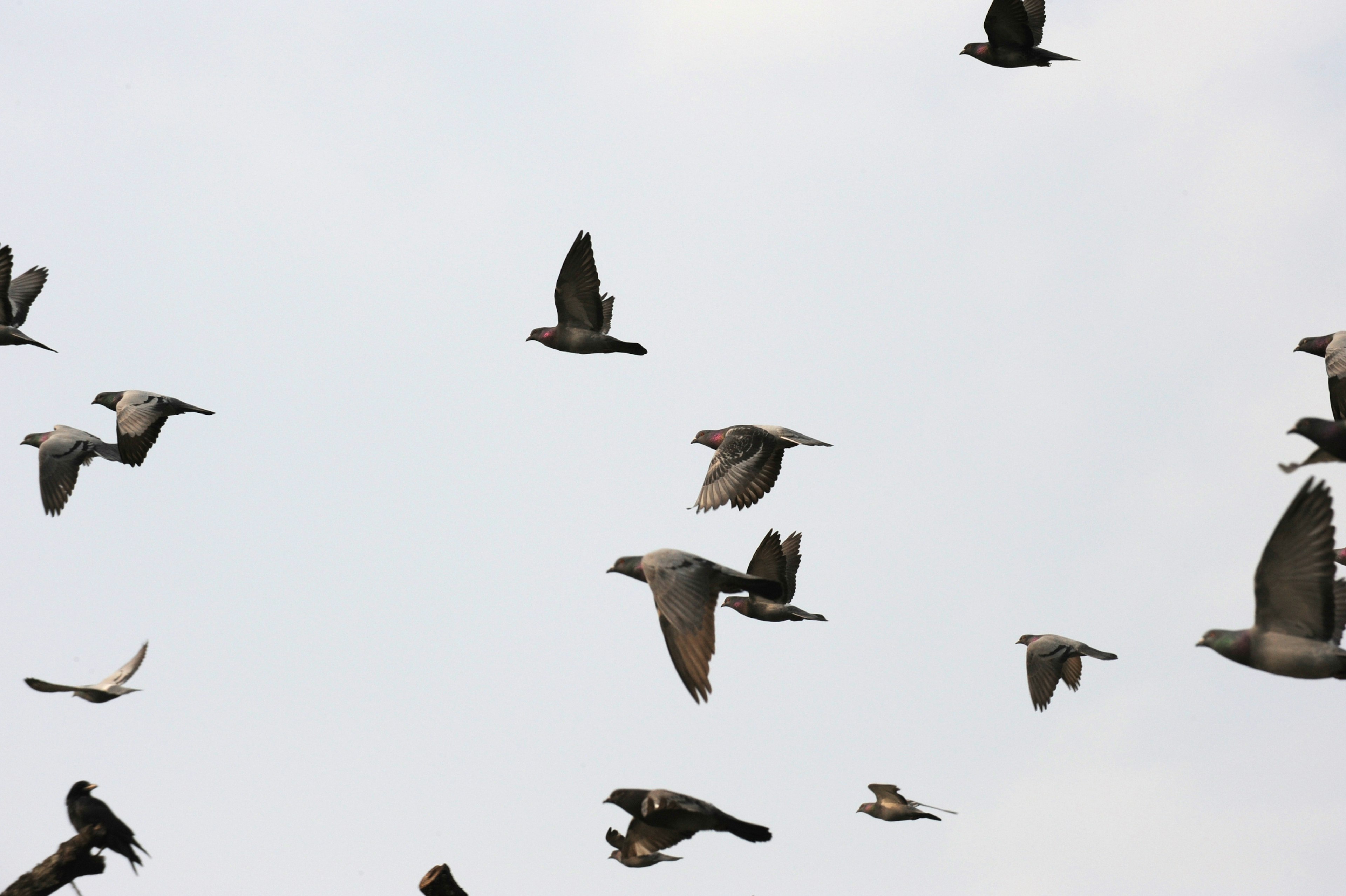 A flock of birds flying in the sky