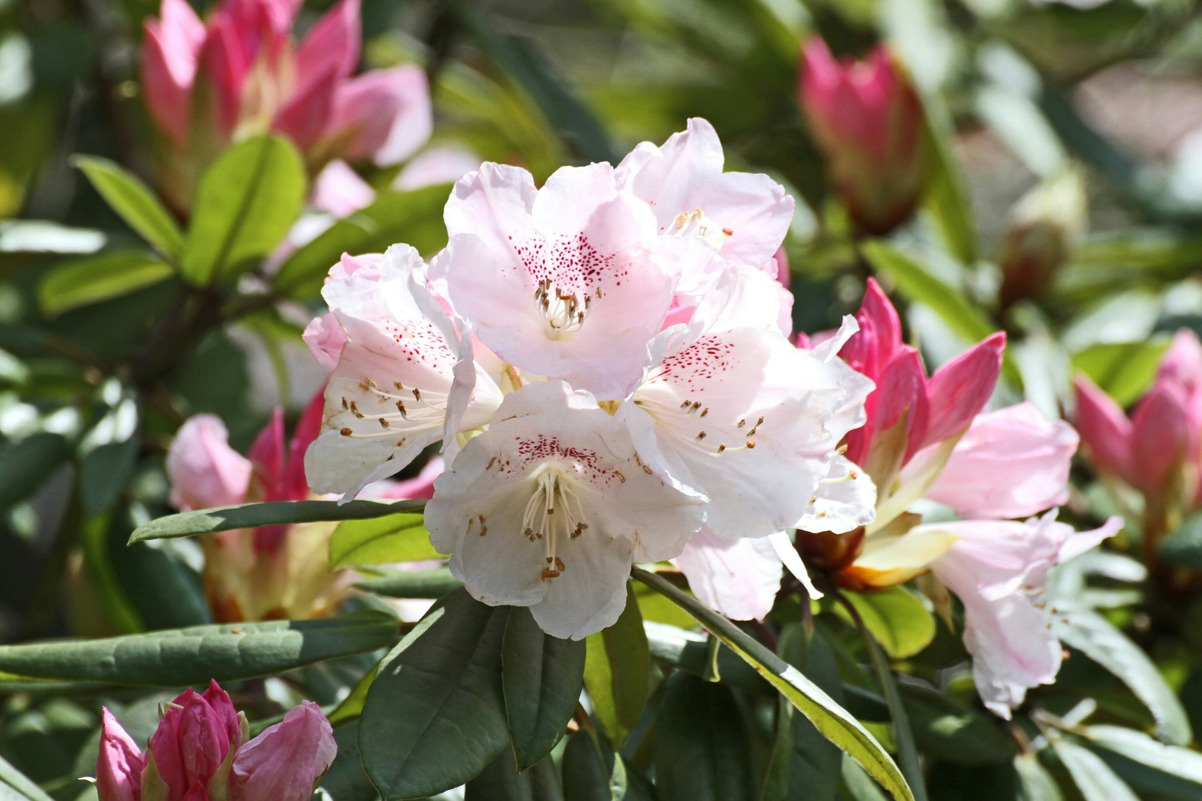 Delicate pink and white rhododendron flowers surrounded by green leaves