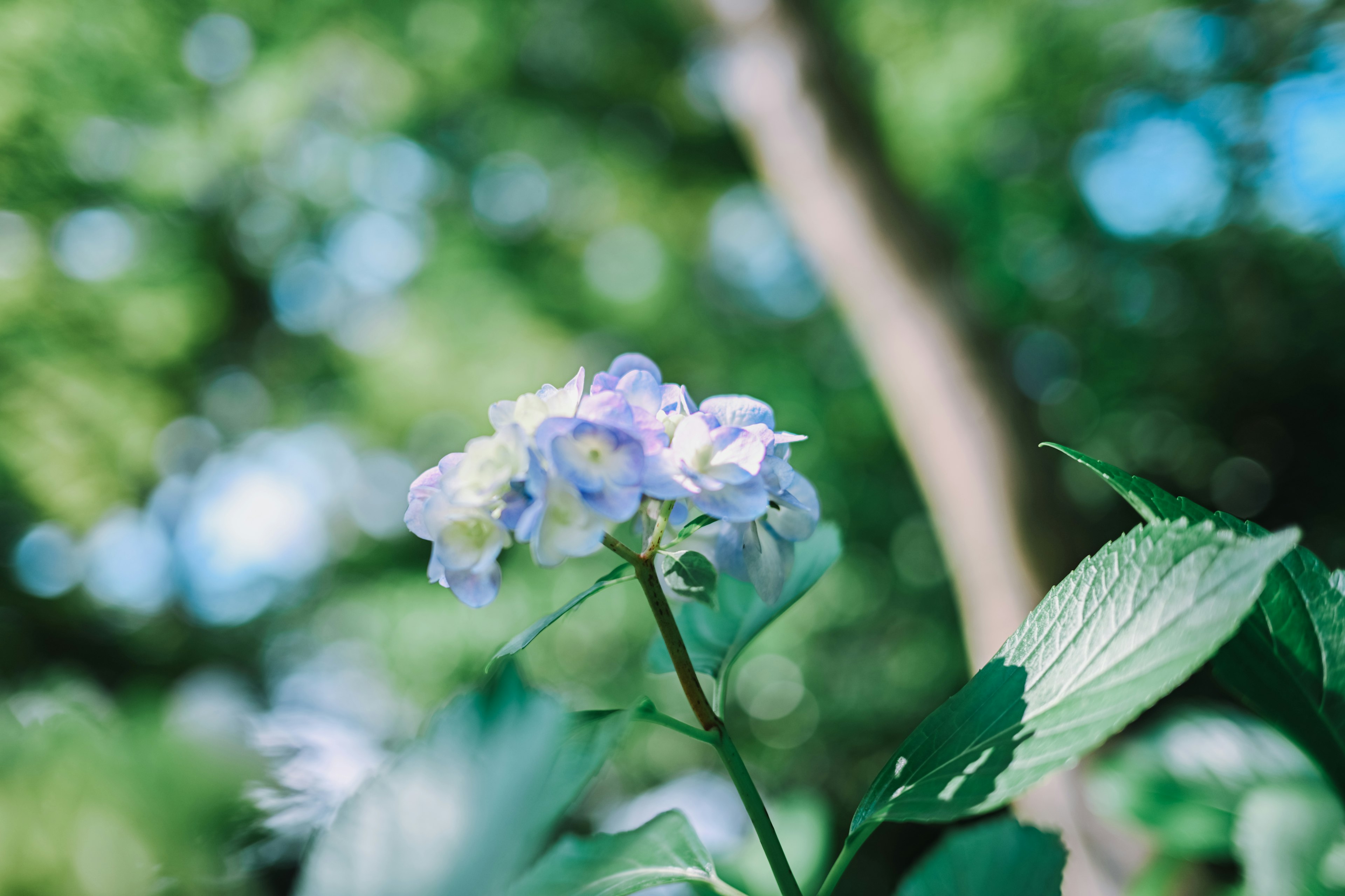 Close-up of a plant with blue-purple flowers blurred green foliage in the background