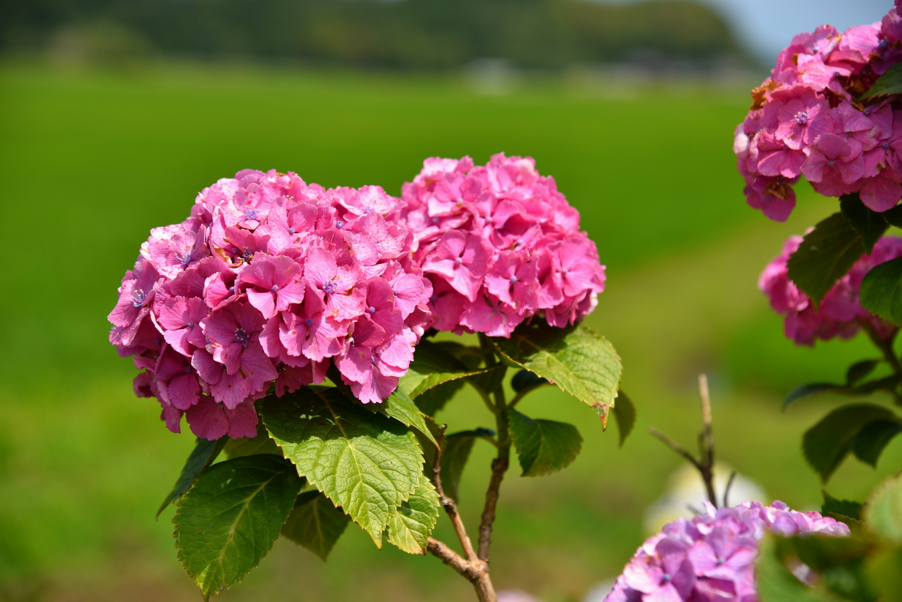 Vibrant pink hydrangea flowers blooming under a blue sky