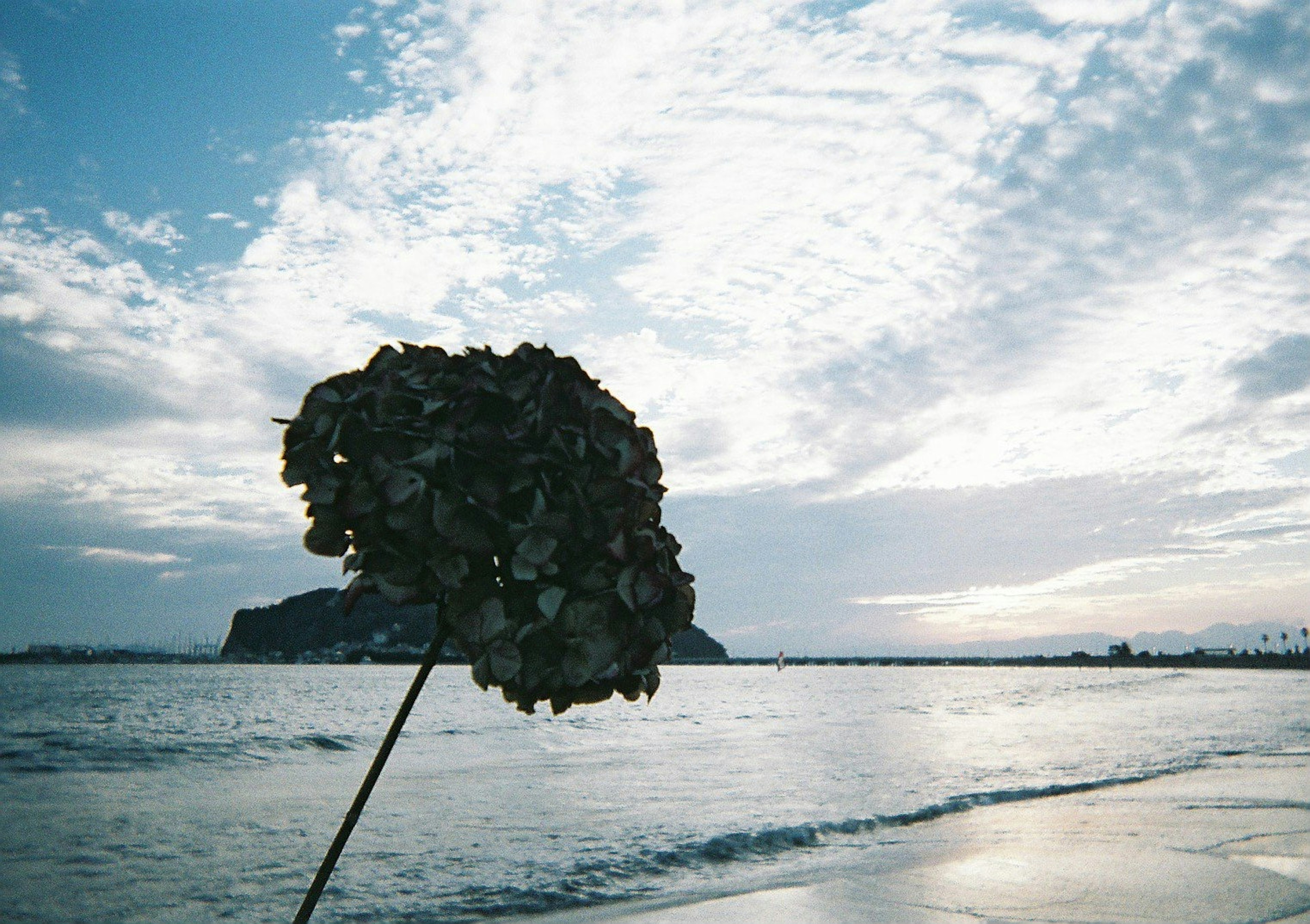 海岸での海藻の植物と美しい雲の空